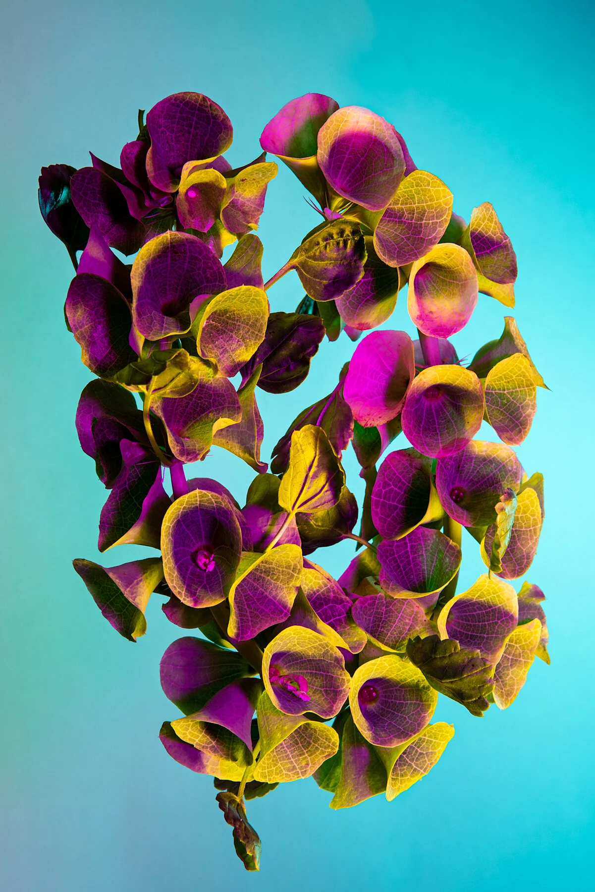 Lindsey Ricket Lindsey Rickert Photography — Otherworldly Botanicals
