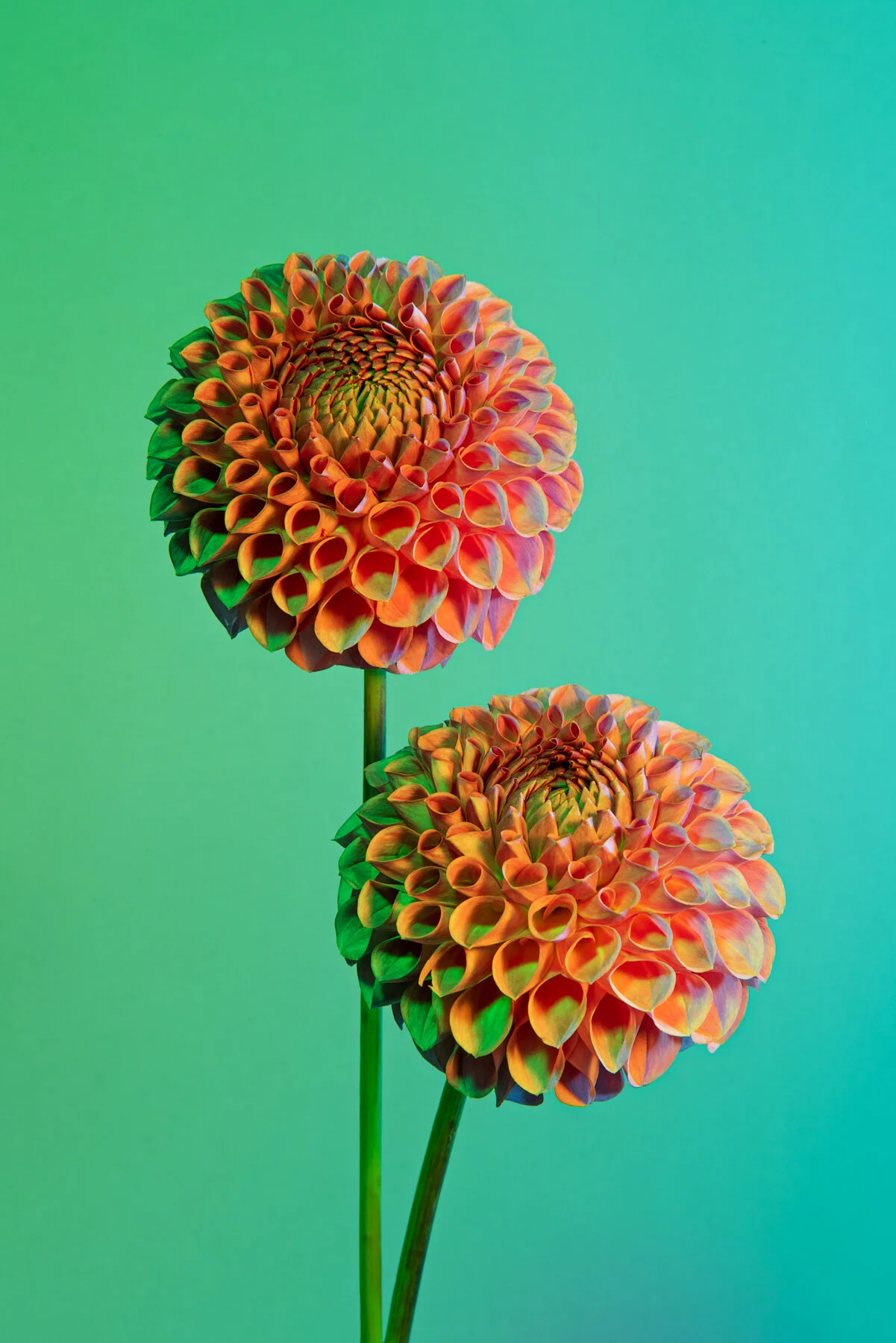 Lindsey Ricket Lindsey Rickert Photography — Otherworldly Botanicals