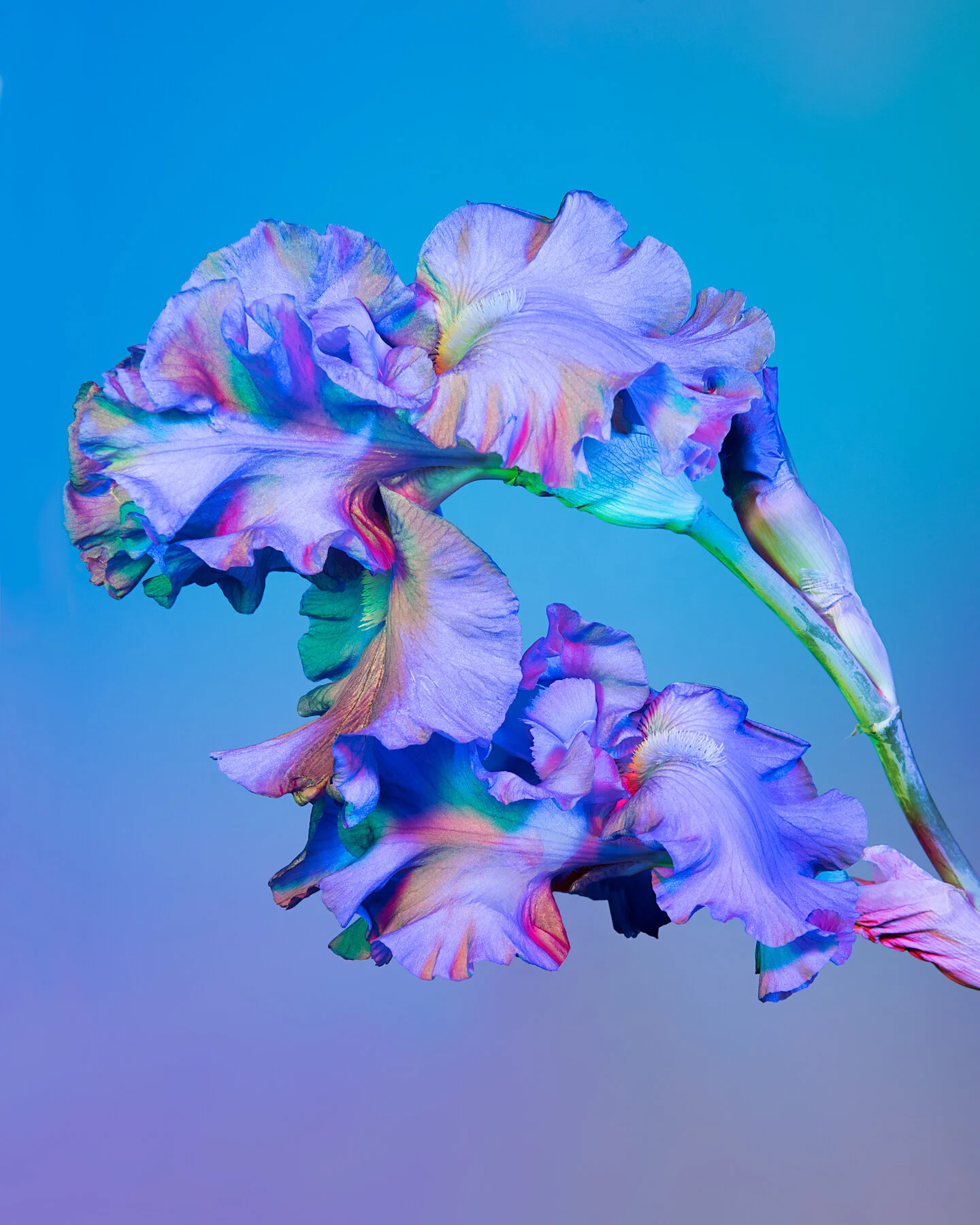 Lindsey Ricket Lindsey Rickert Photography — Otherworldly Botanicals
