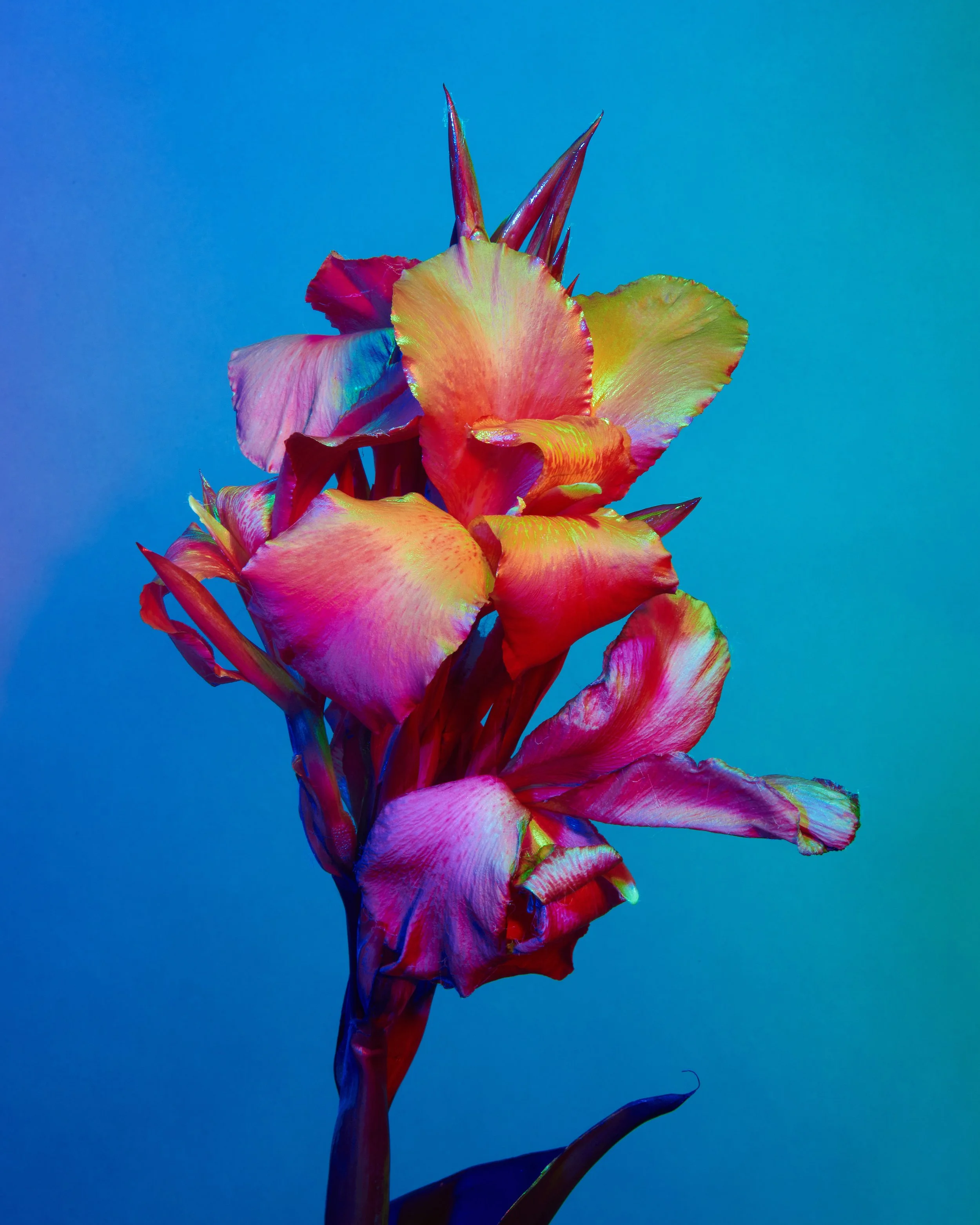 Lindsey Rickert Photography — Otherworldly Botanicals