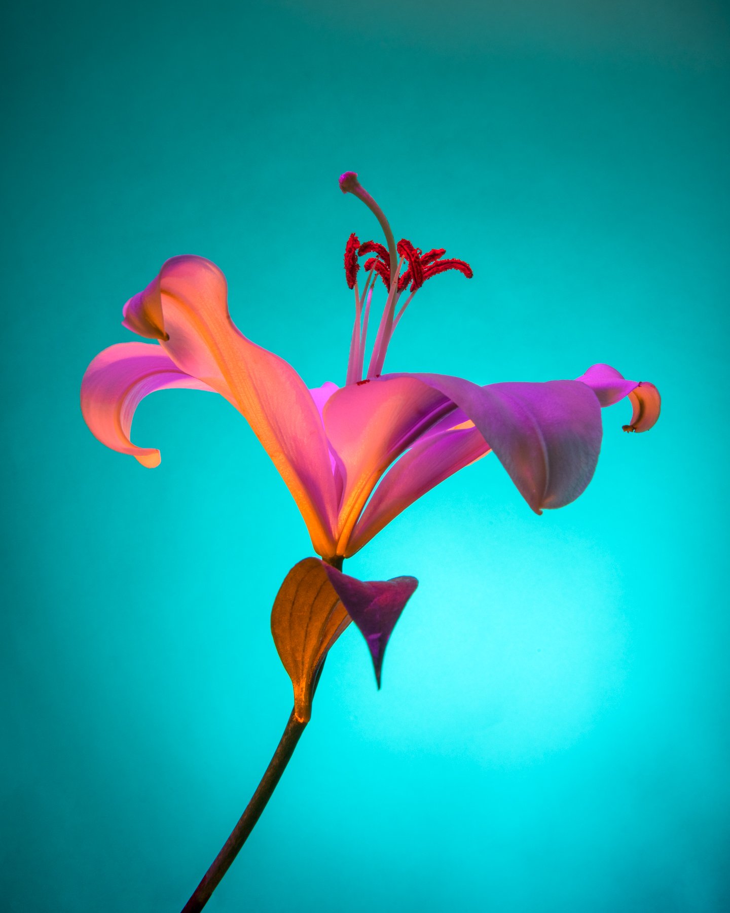 Lindsey Ricket Lindsey Rickert Photography — Otherworldly Botanicals