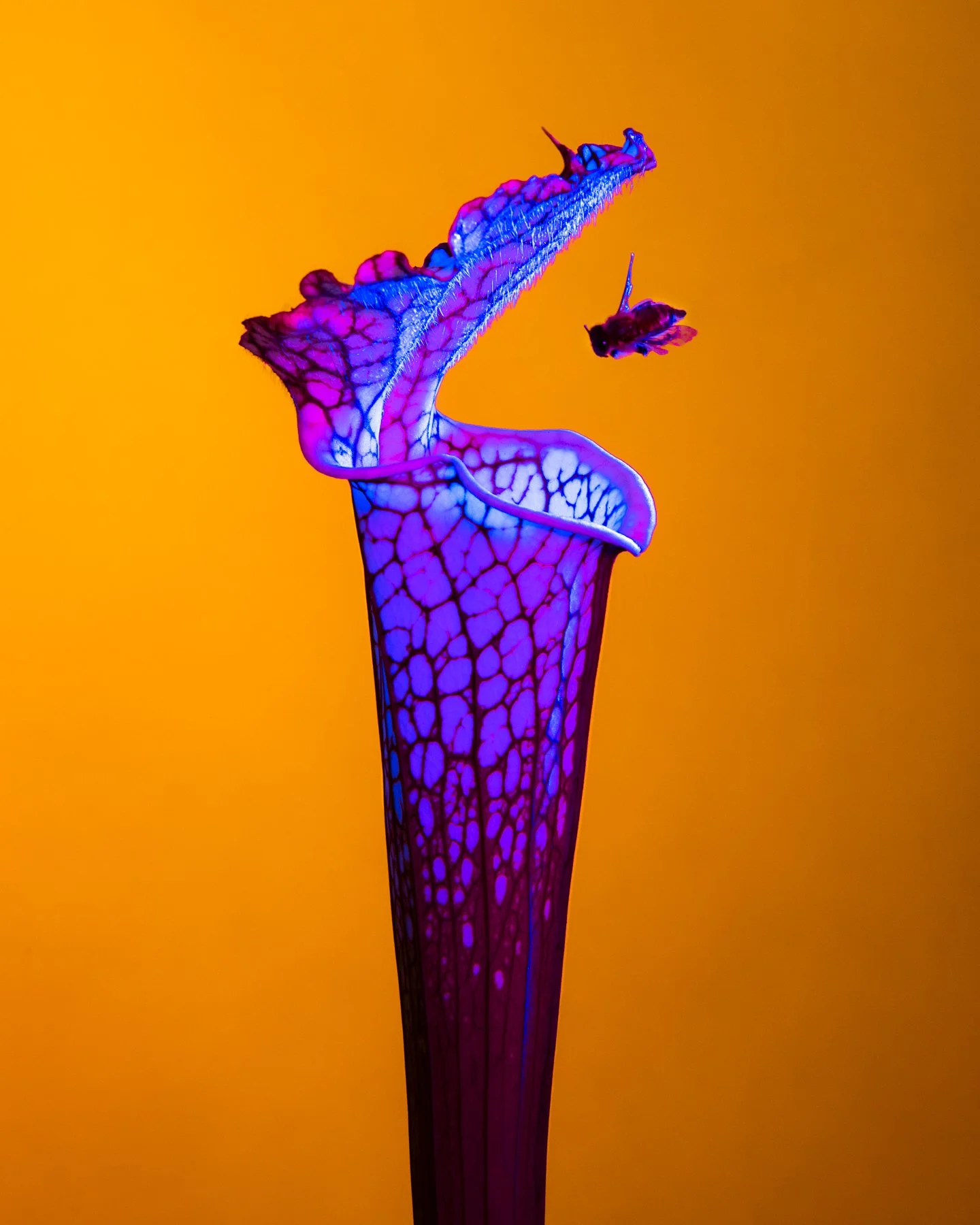 Lindsey Ricket Lindsey Rickert Photography — Otherworldly Botanicals