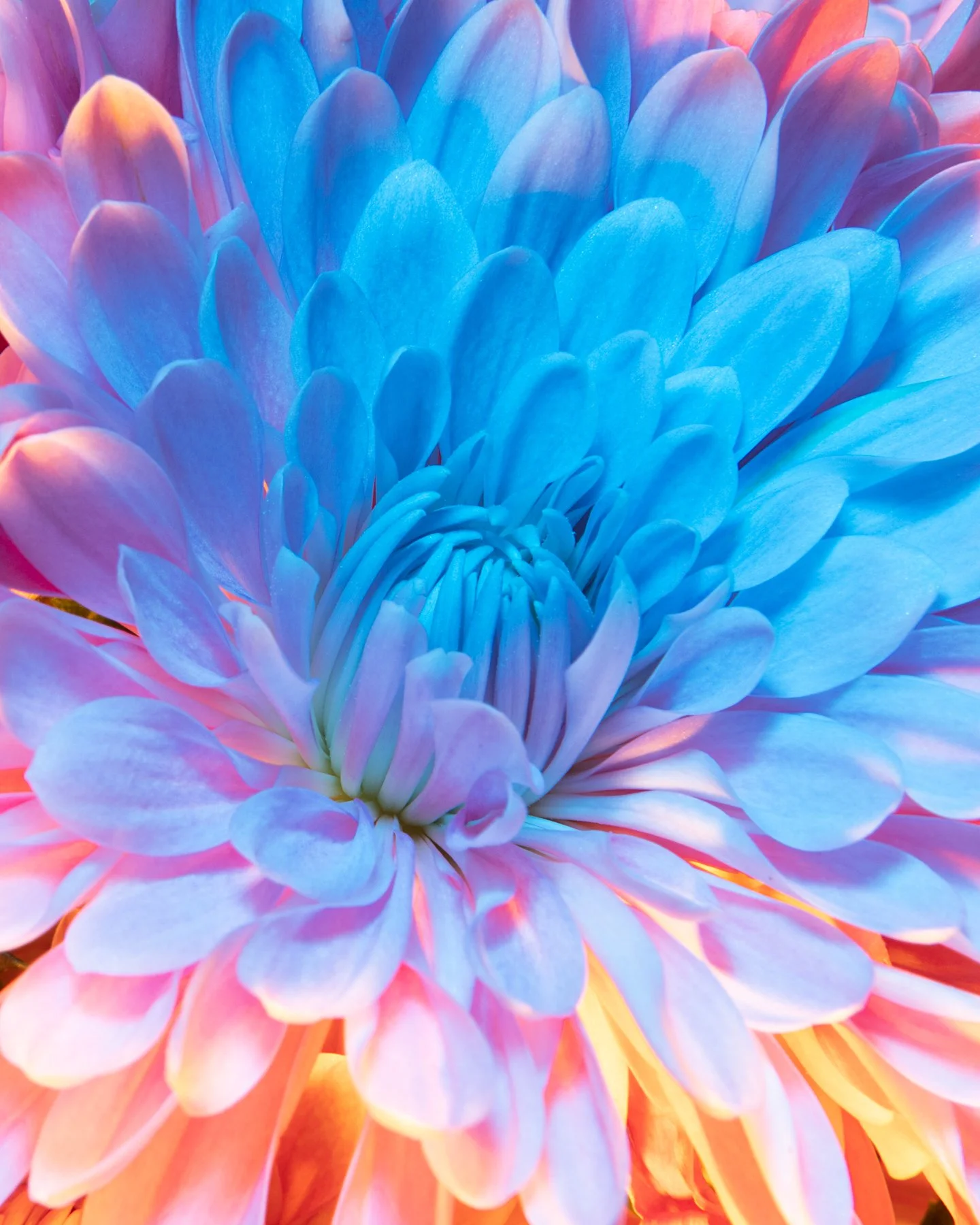 Lindsey Ricket Lindsey Rickert Photography — Otherworldly Botanicals