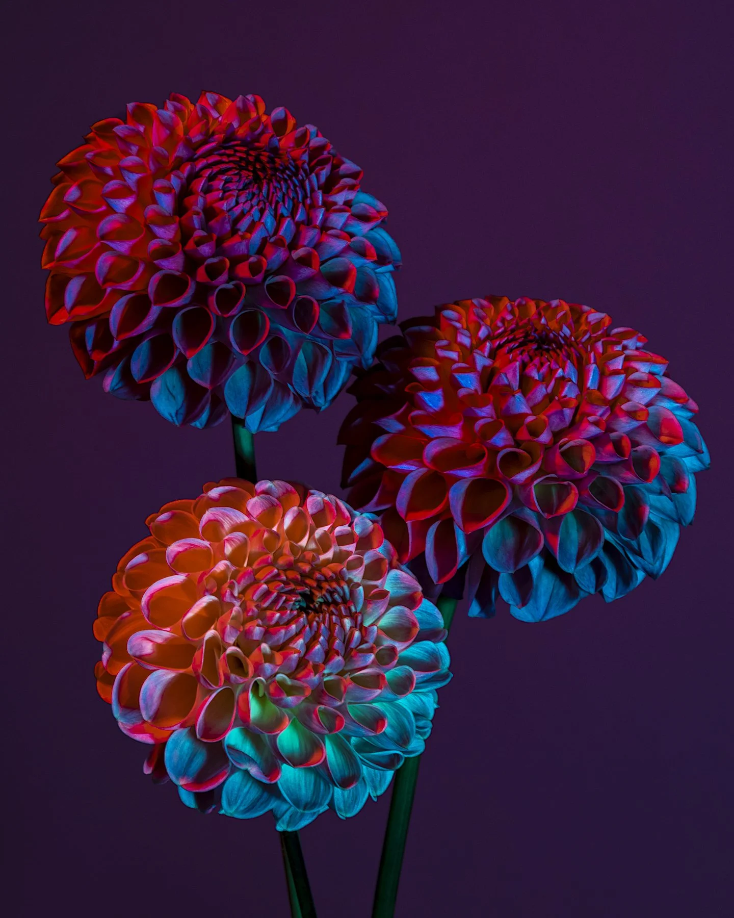 OTHERWORLDLY BOTANICALS