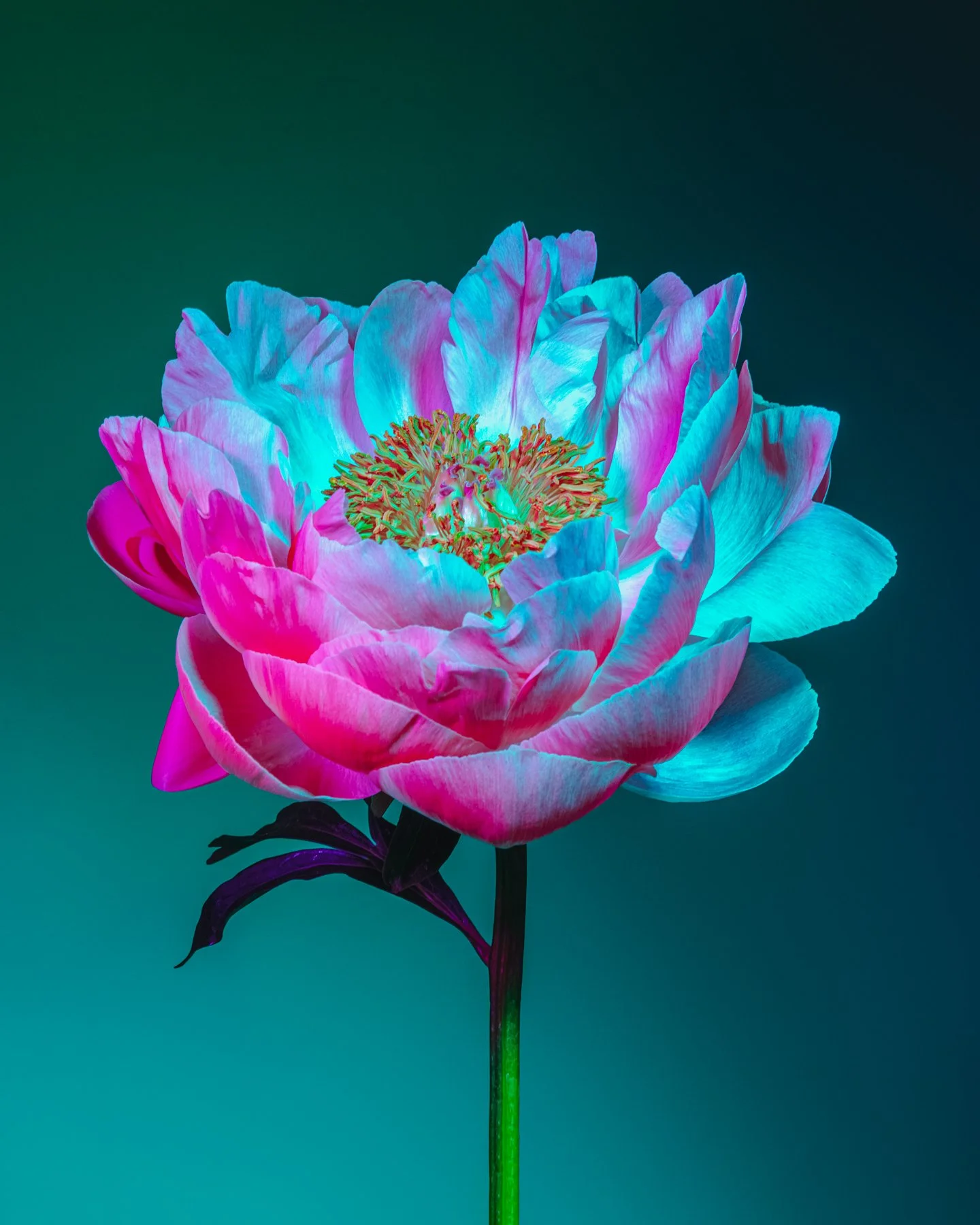 Lindsey Ricket Lindsey Rickert Photography — Otherworldly Botanicals