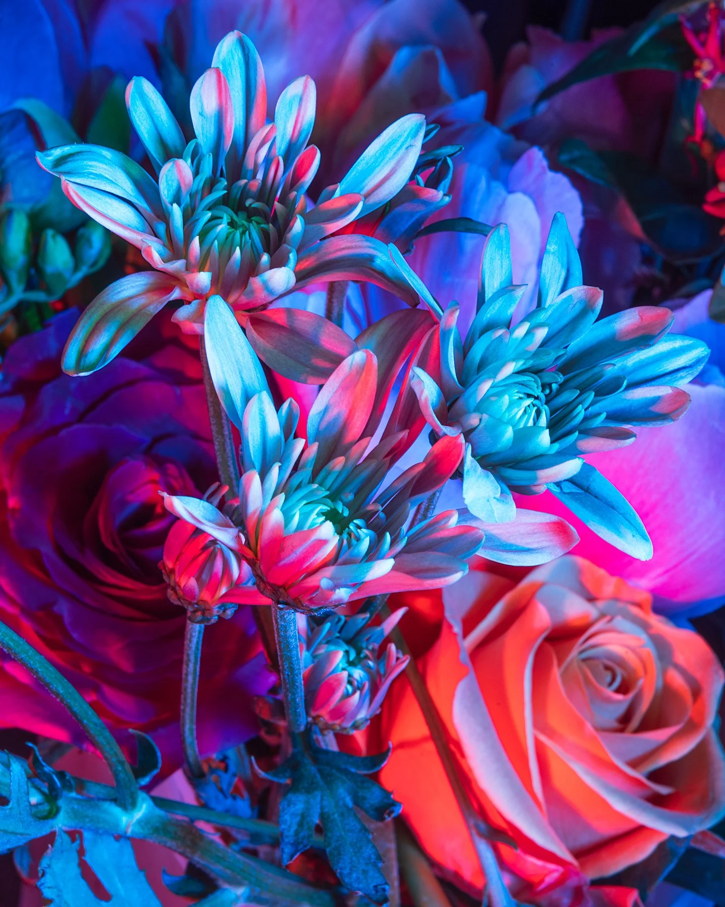 Lindsey Ricket Lindsey Rickert Photography — Otherworldly Botanicals