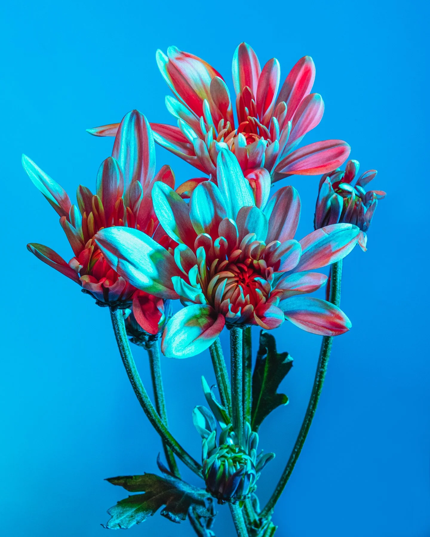 Lindsey Ricket Lindsey Rickert Photography — Otherworldly Botanicals
