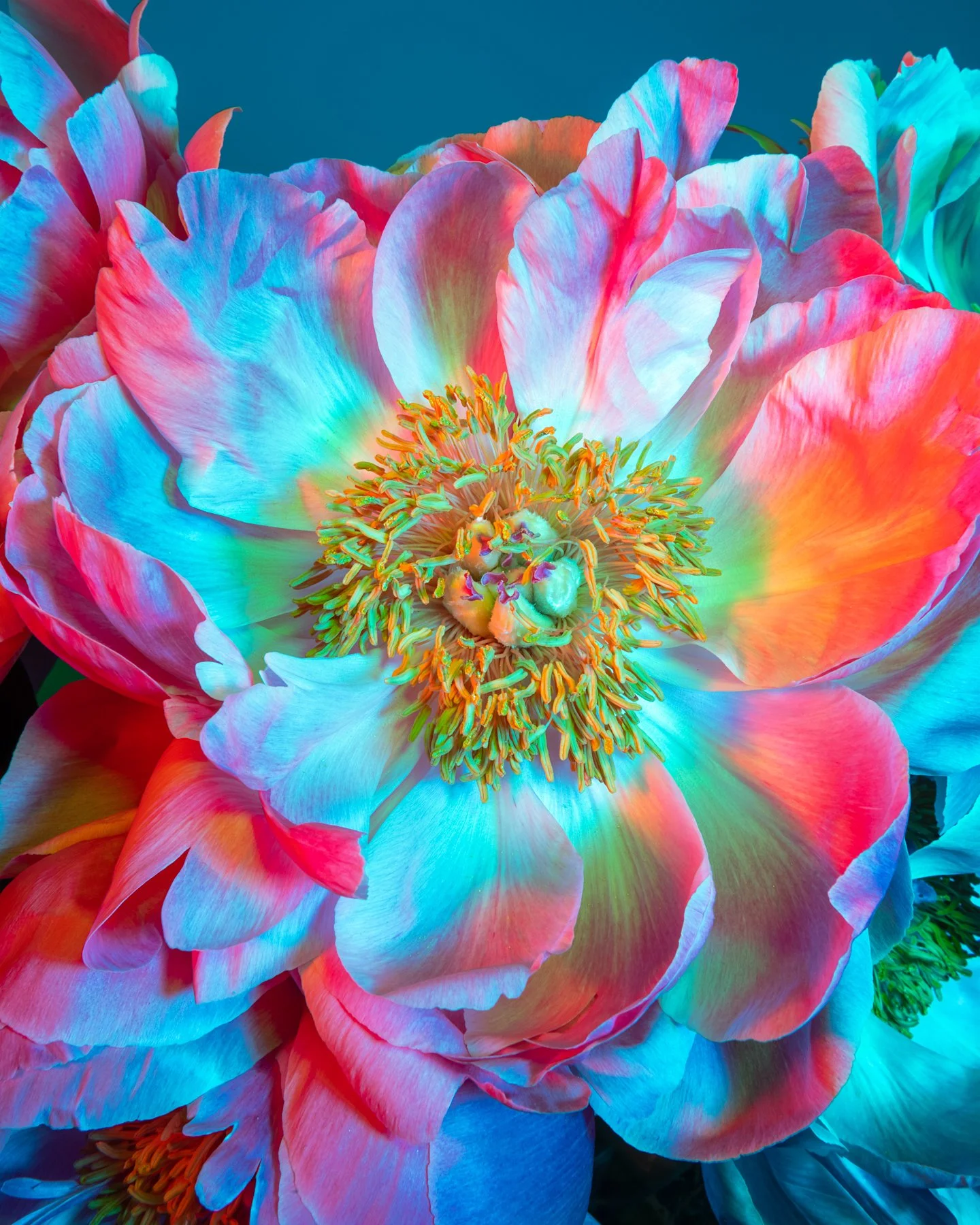Lindsey Ricket Lindsey Rickert Photography — Otherworldly Botanicals