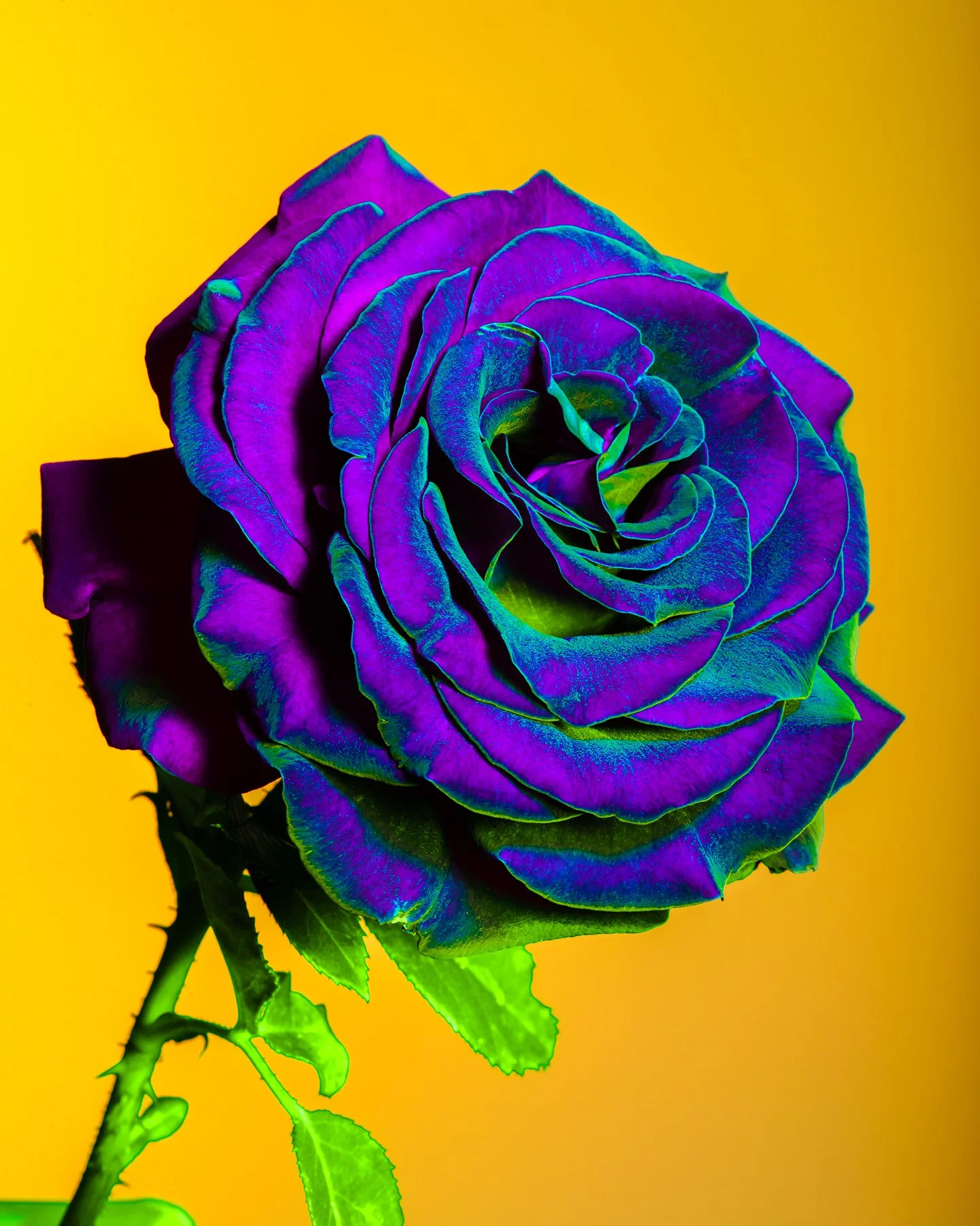 Lindsey Ricket Lindsey Rickert Photography — Otherworldly Botanicals