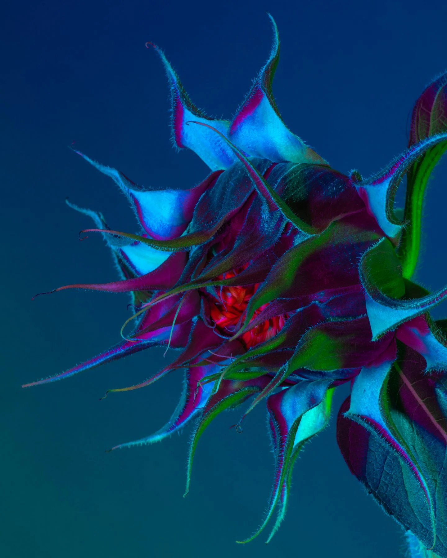 Lindsey Ricket Lindsey Rickert Photography — Otherworldly Botanicals