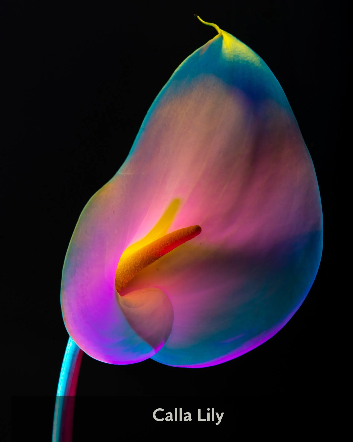 Lindsey Ricket Lindsey Rickert Photography — Lily Rose Peony Fine Art Prints ...