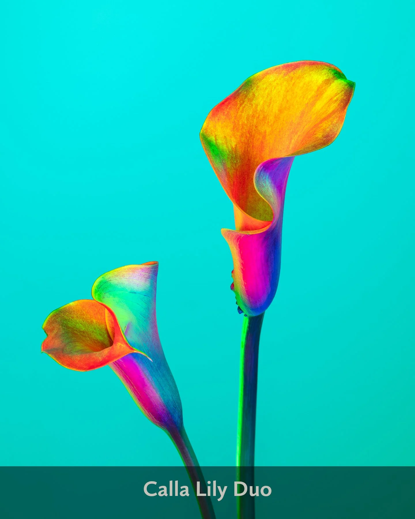 Lindsey Ricket Lindsey Rickert Photography — Radiant Blooms: Neon Flower Prints ...