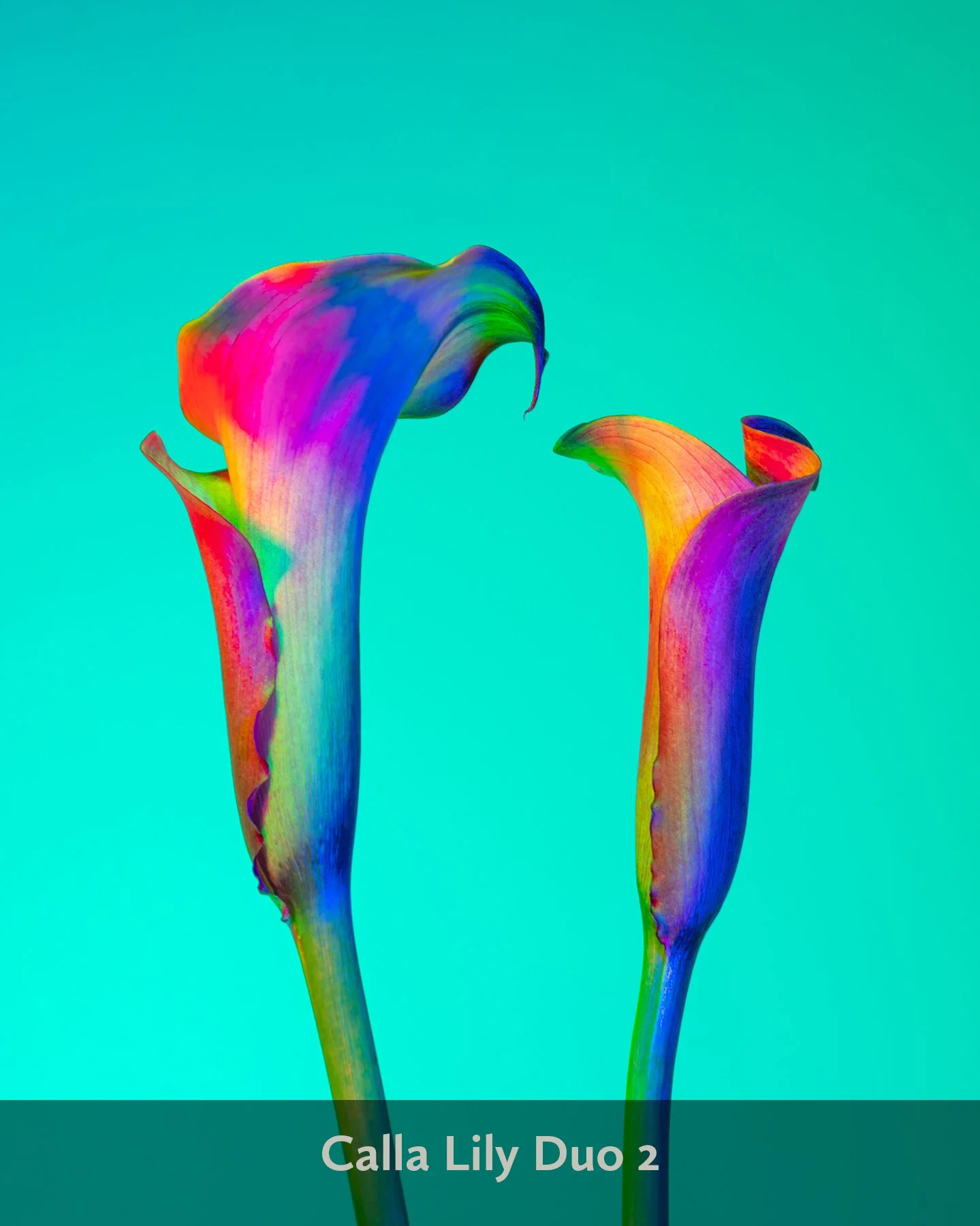 Lindsey Ricket Lindsey Rickert Photography — Radiant Blooms: Neon Flower Prints ...