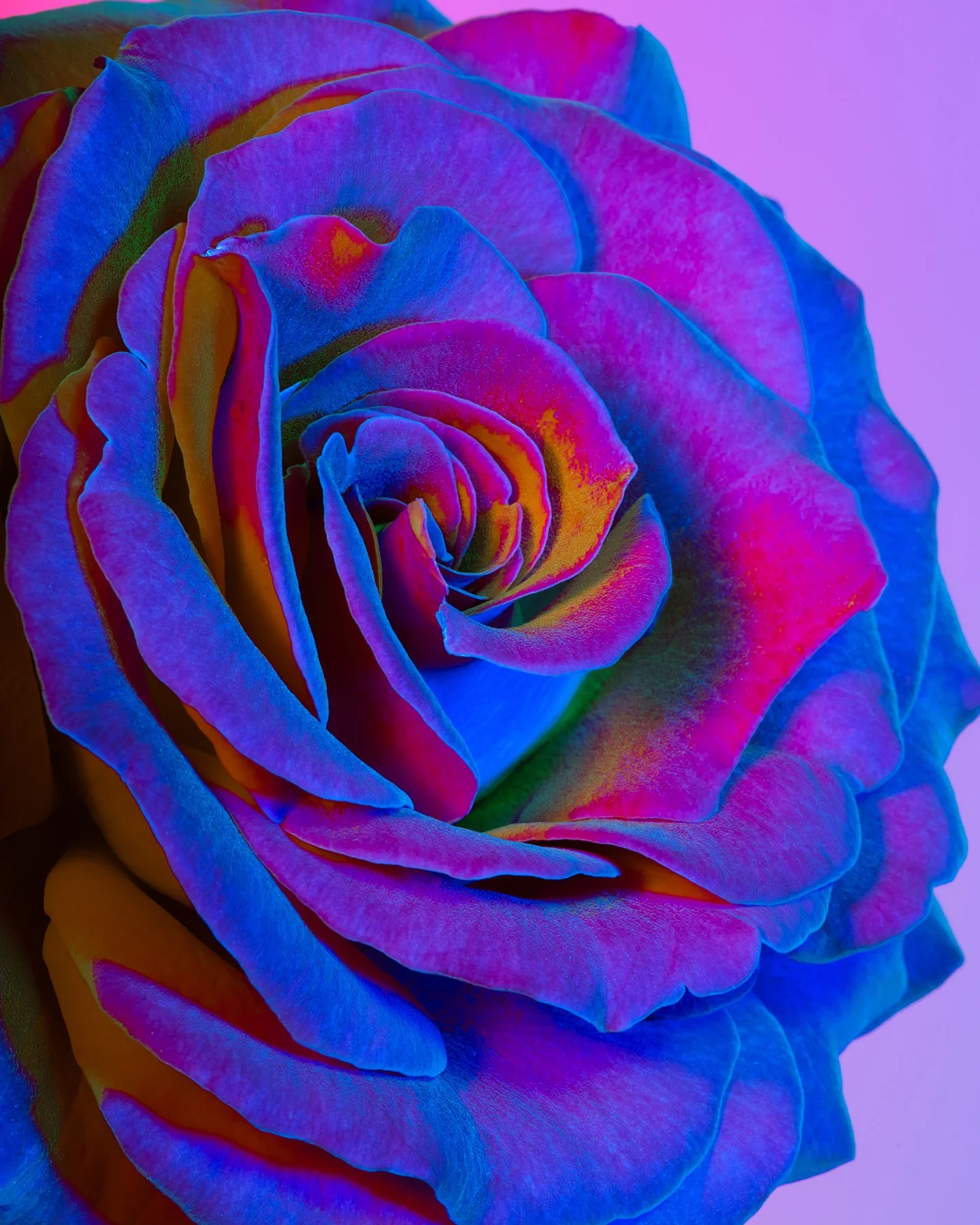 Lindsey Ricket Lindsey Rickert Photography — Rose — Otherworldly Botanicals | Lindsey ...