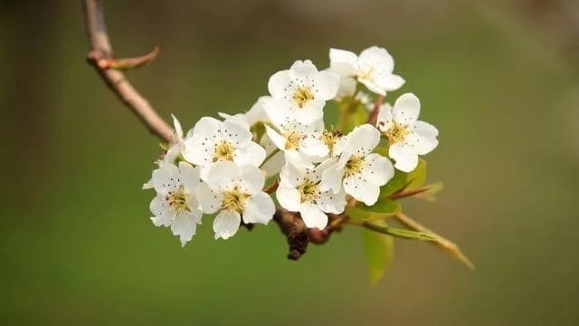 Wedding Venues Edmonton: Choosing the Perfect Setting for Your Special