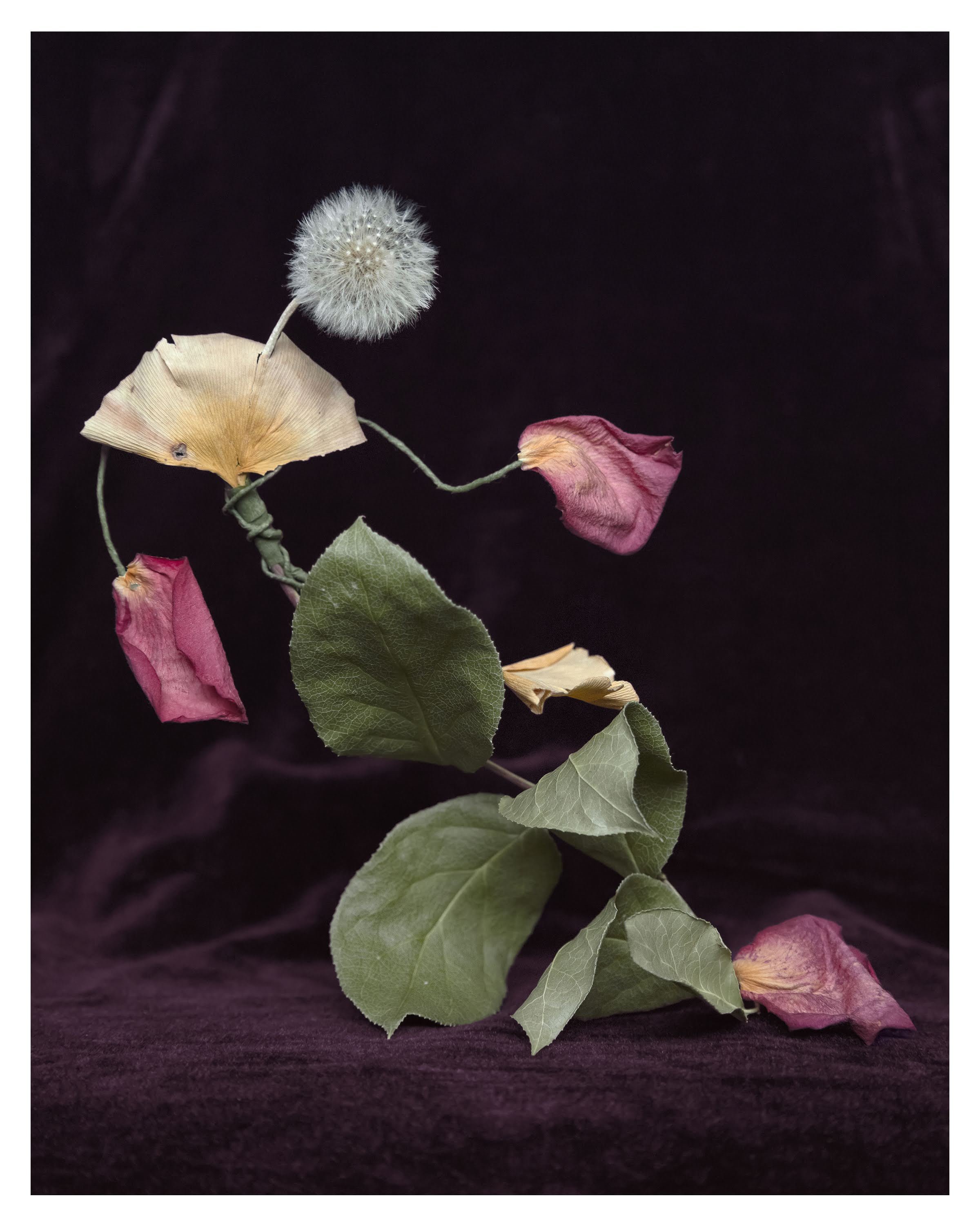 dandelion dancer 6, 2024 — giclée print on canvas, 18 × 22 in, framed, ed. 1