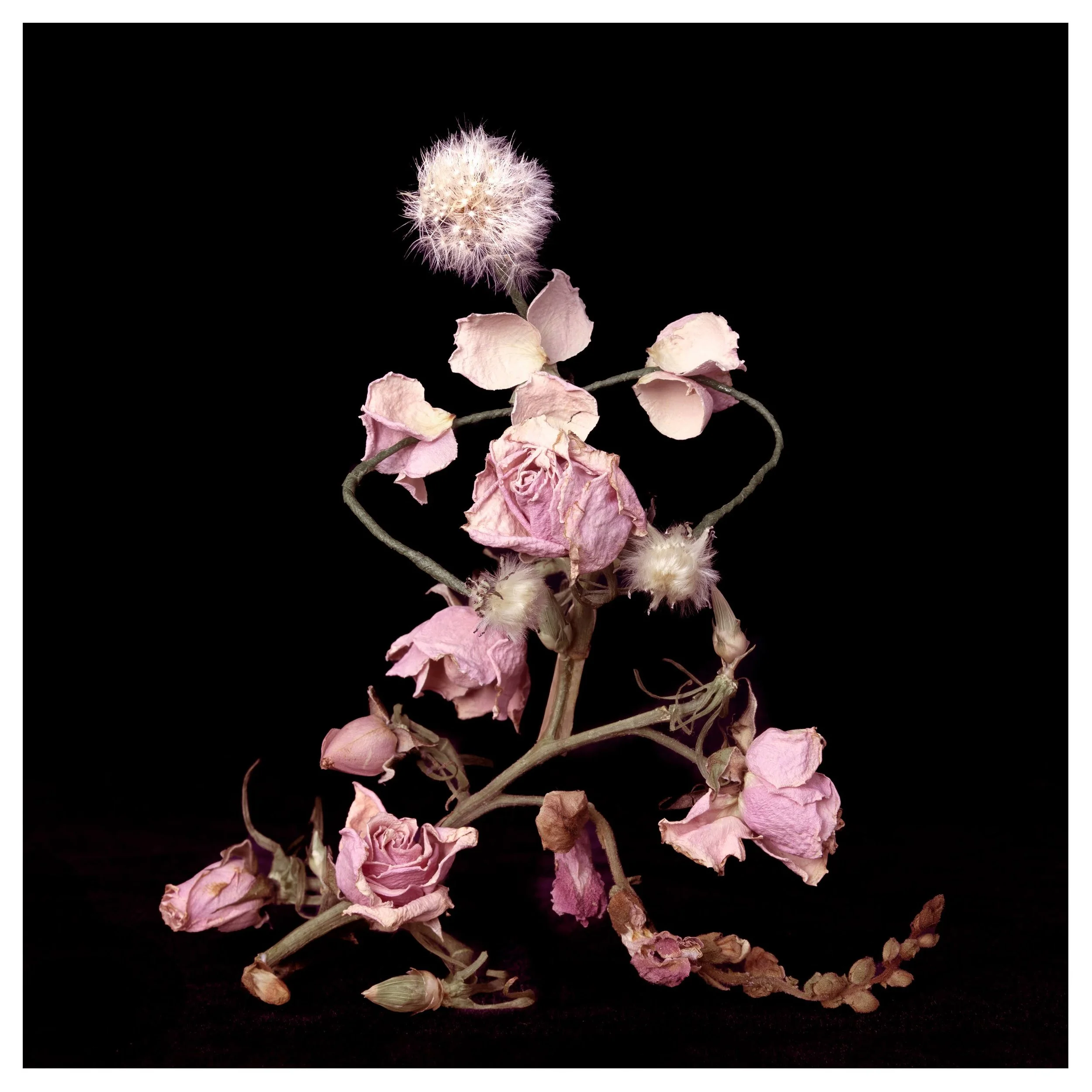 but here, 2023 — inkjet print on cotton rag (Epson Hot Press Natural), 12 × 12 in (framed approx. 14 × 14 in), ed. 10