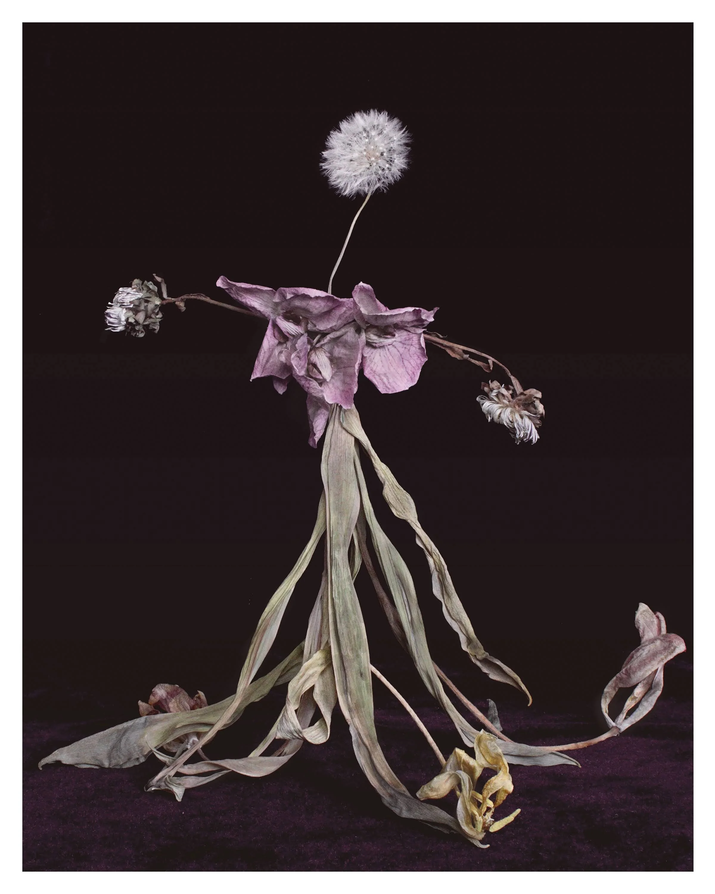 dandelion dancer 3, 2023