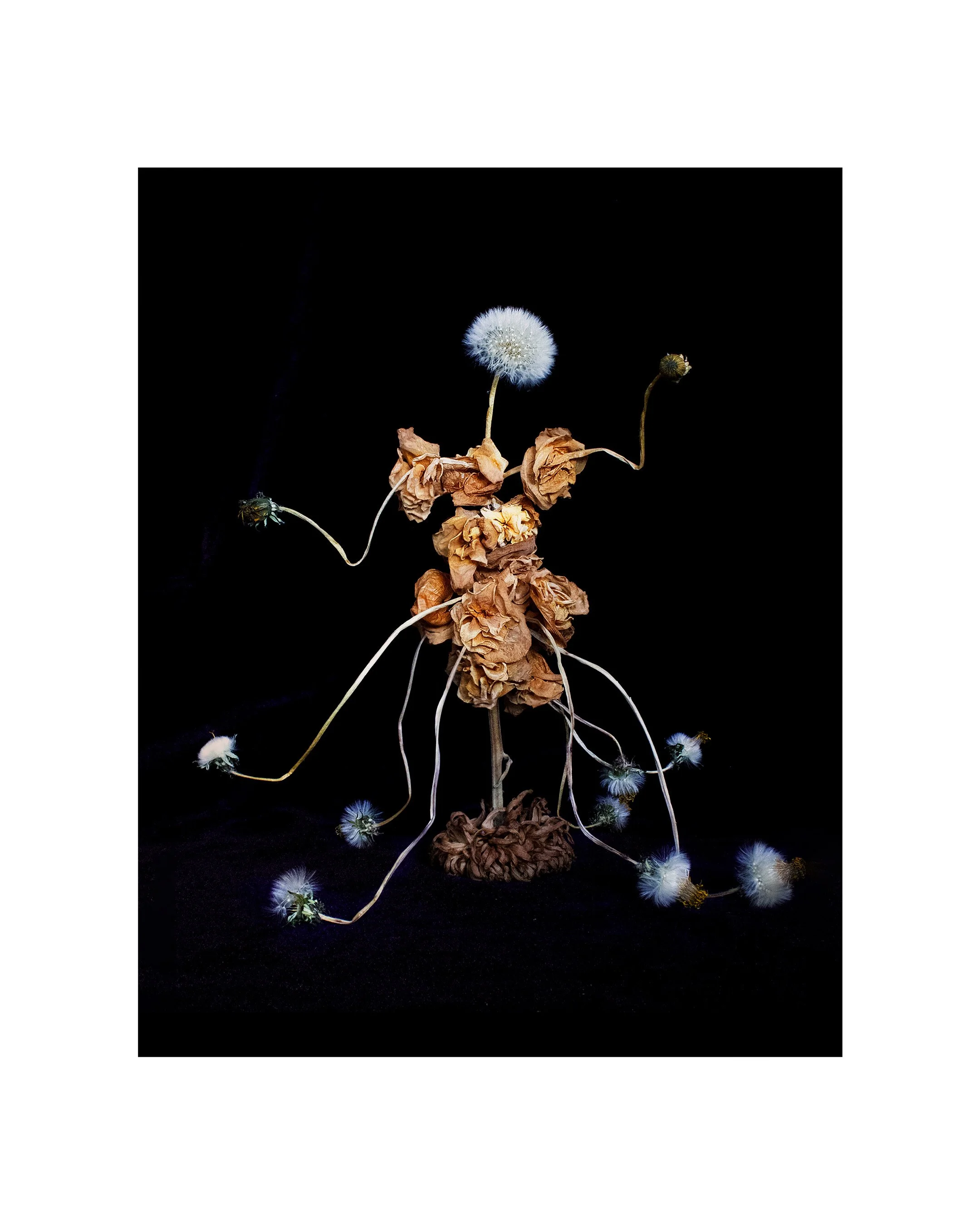 dandelion dancer 1, 2022