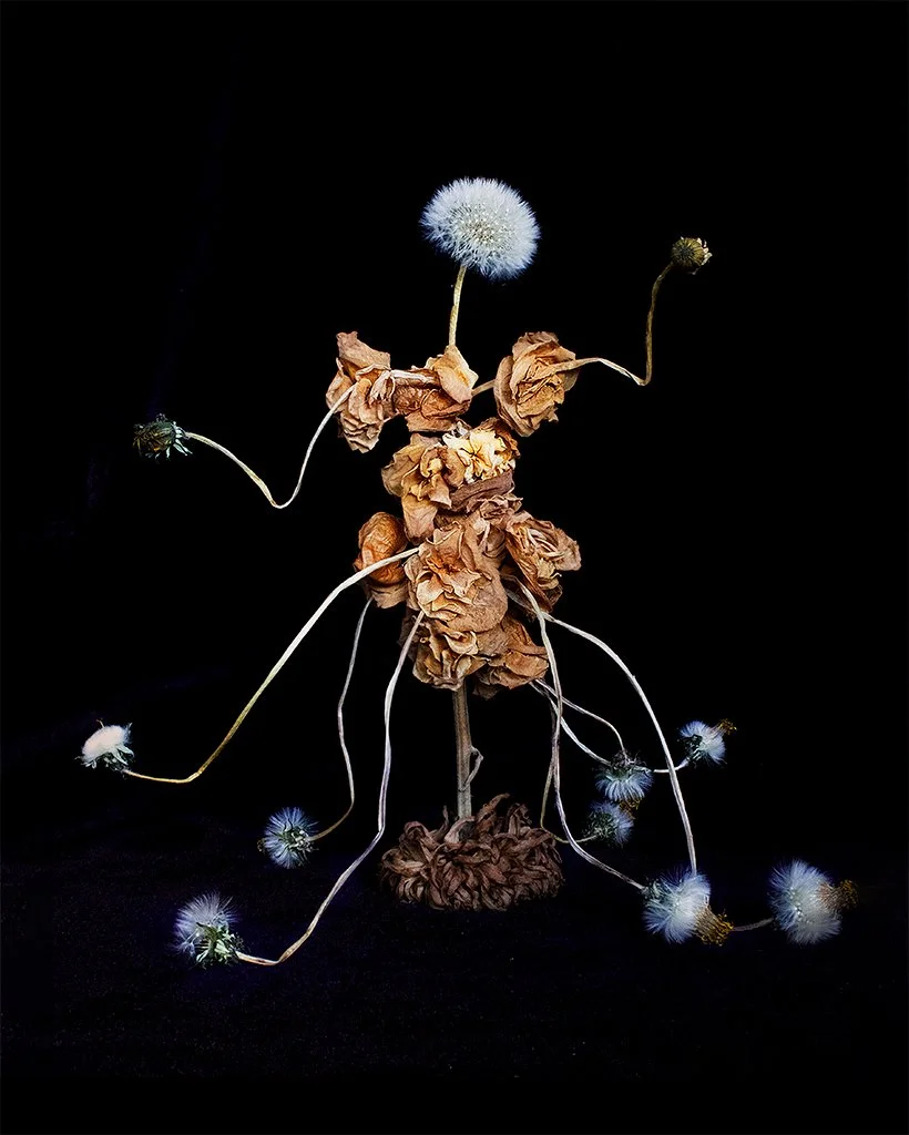 dandelion dancer 1, 2022 — inkjet print on cotton rag (Epson Hot Press Natural), 18 × 24 in, framed, ed. 5