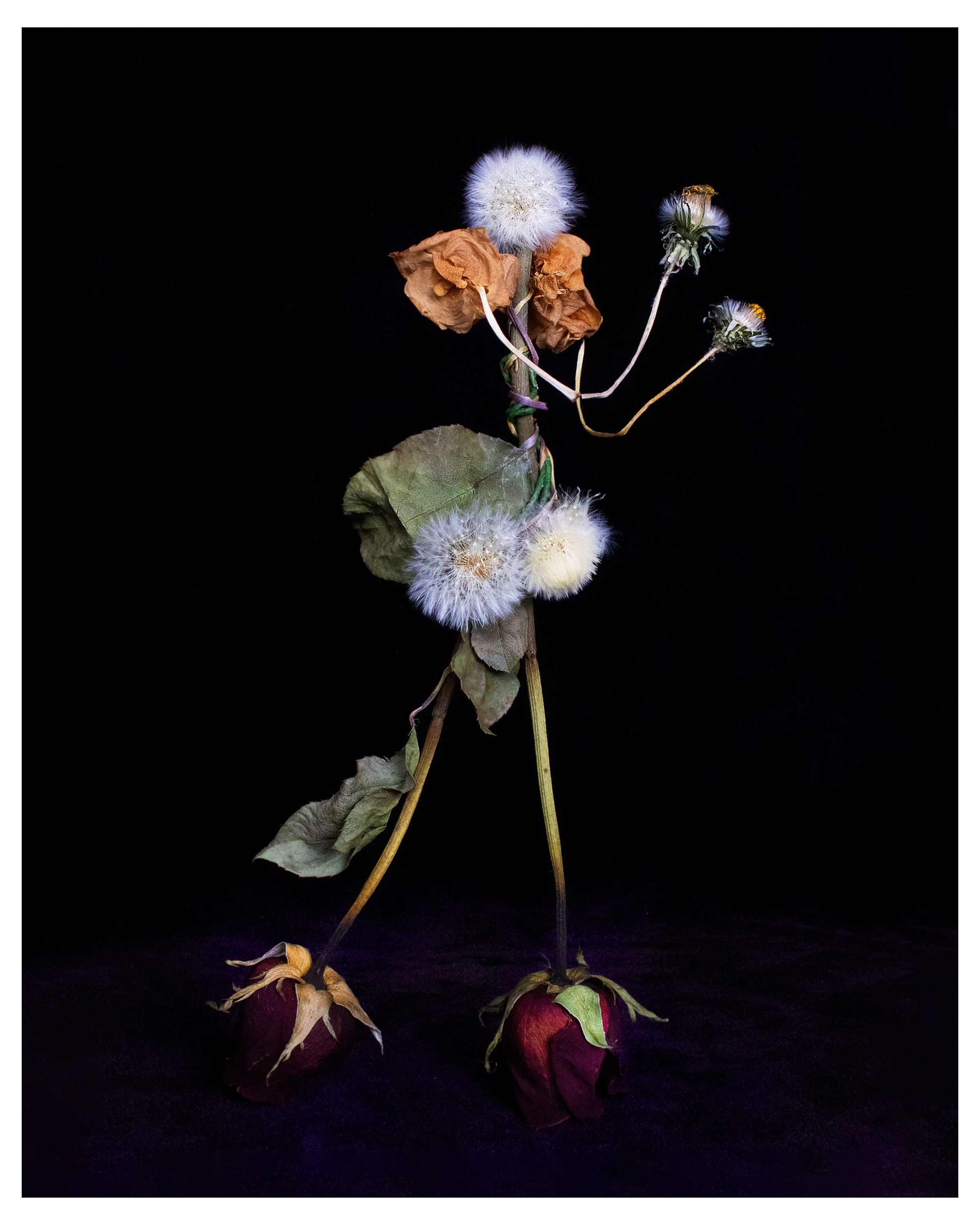 dandelion dancer 4, 2022