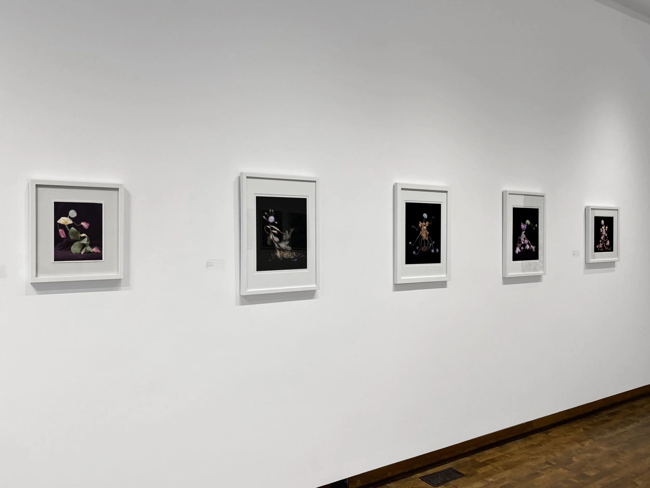 Installation view, BLOOM, Lonsdale Gallery, Toronto (2024).