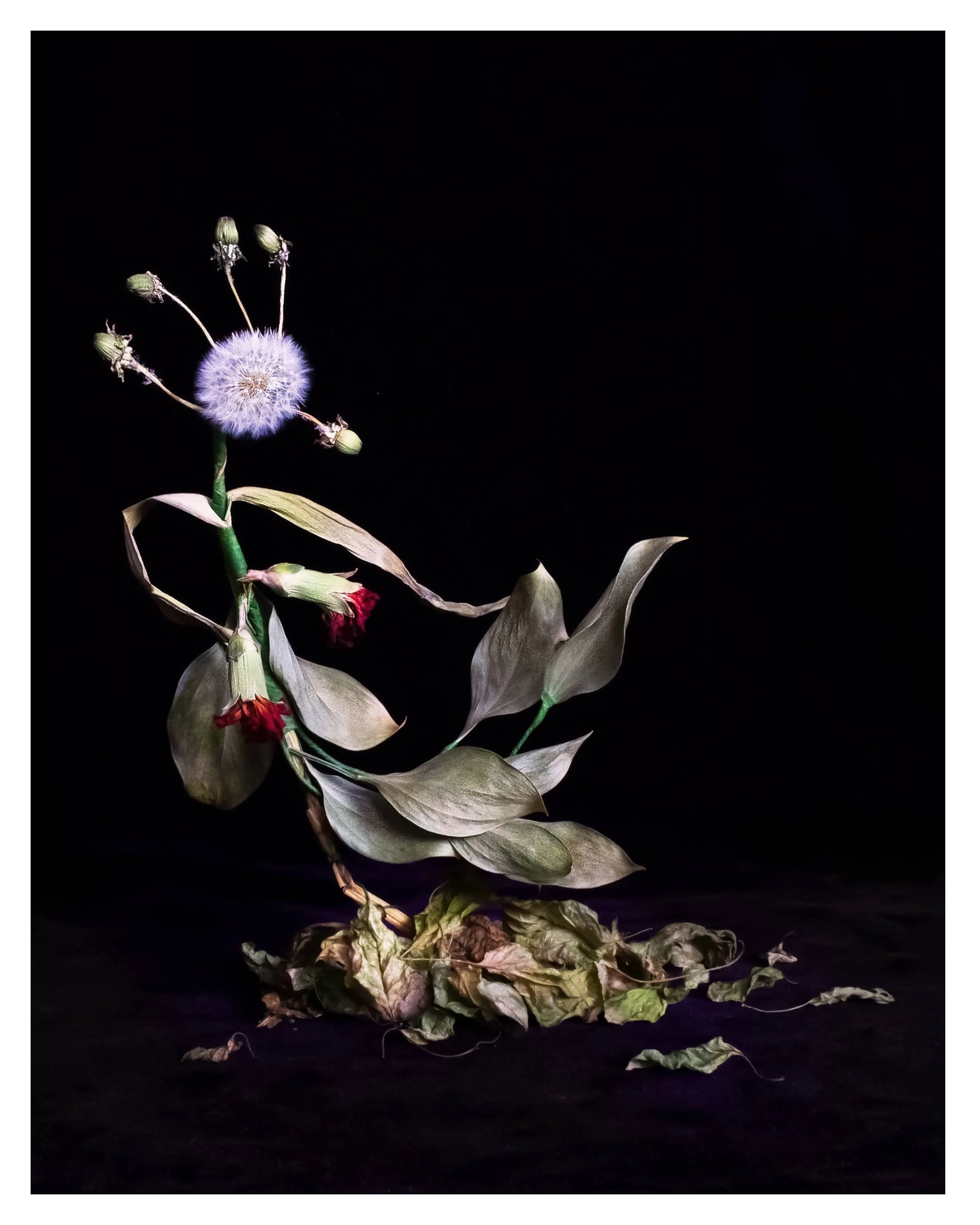 dandelion dancer 5, 2022 — inkjet print on cotton rag (Epson Hot Press Natural), 18 × 24 in, framed, ed. 5