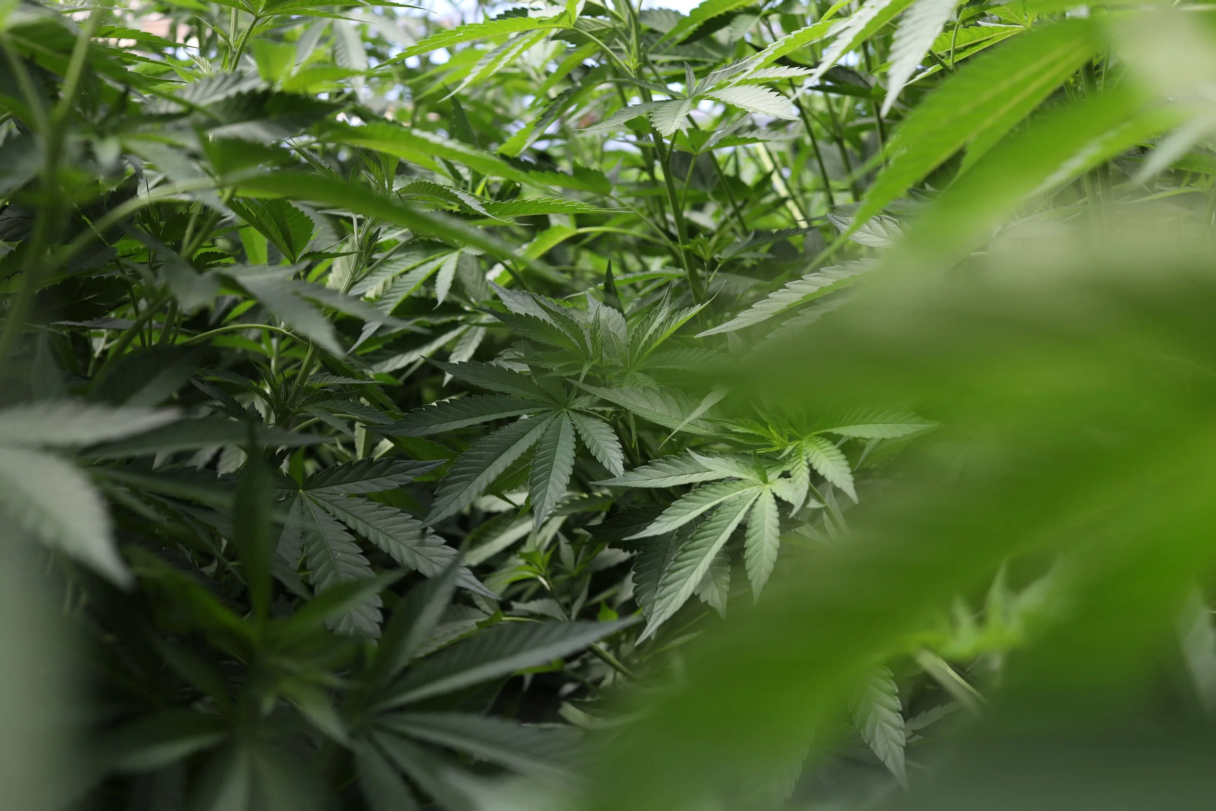   Imagen:    Posibl   .  