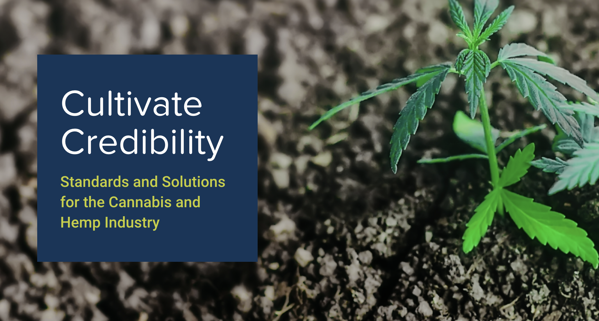   Imagen: ASTM Cannabis.  