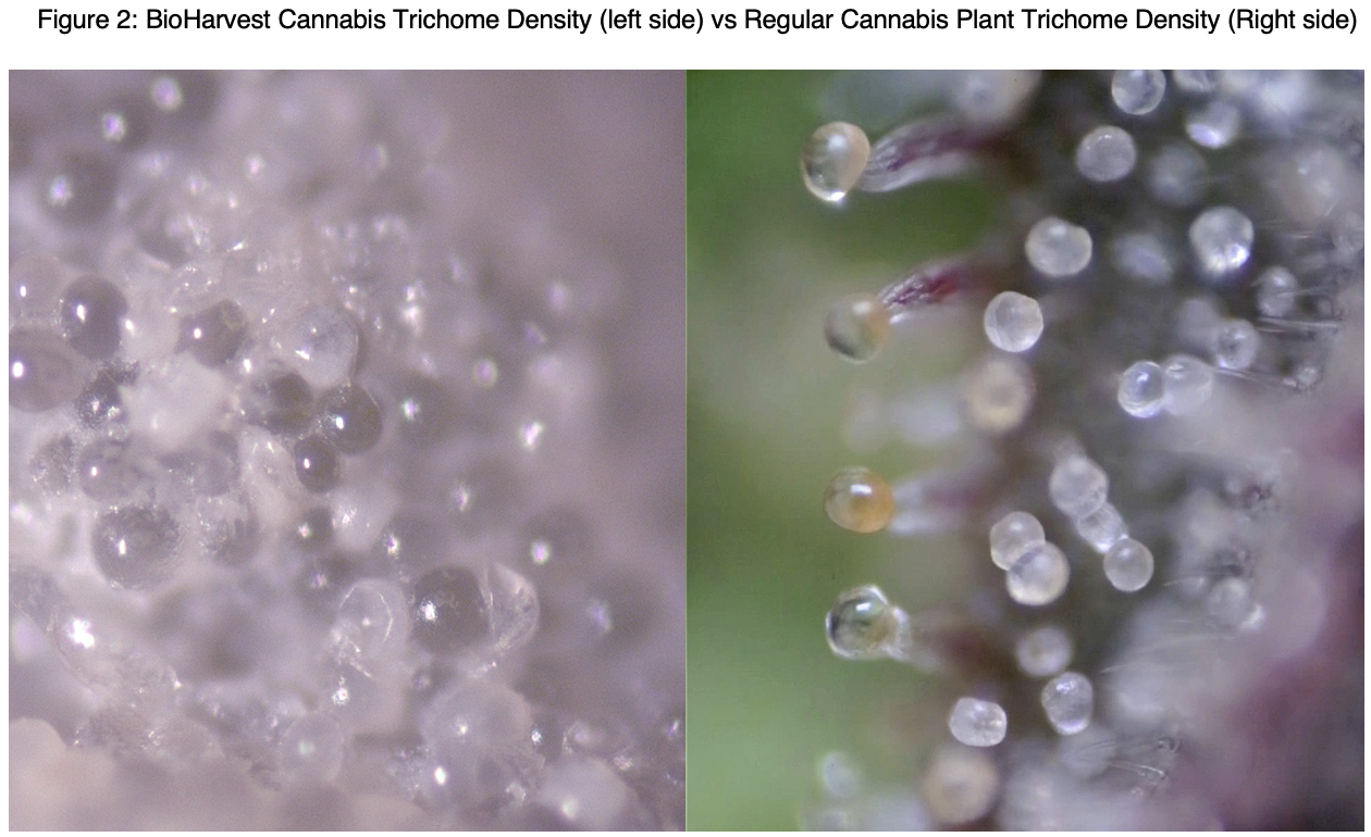  Imagen de tricomas de cannabis en la biomasa producida por BioHarvest (izquierda) y tricomas en una planta de cannabis (derecha).  Foto: BioHarvest.  