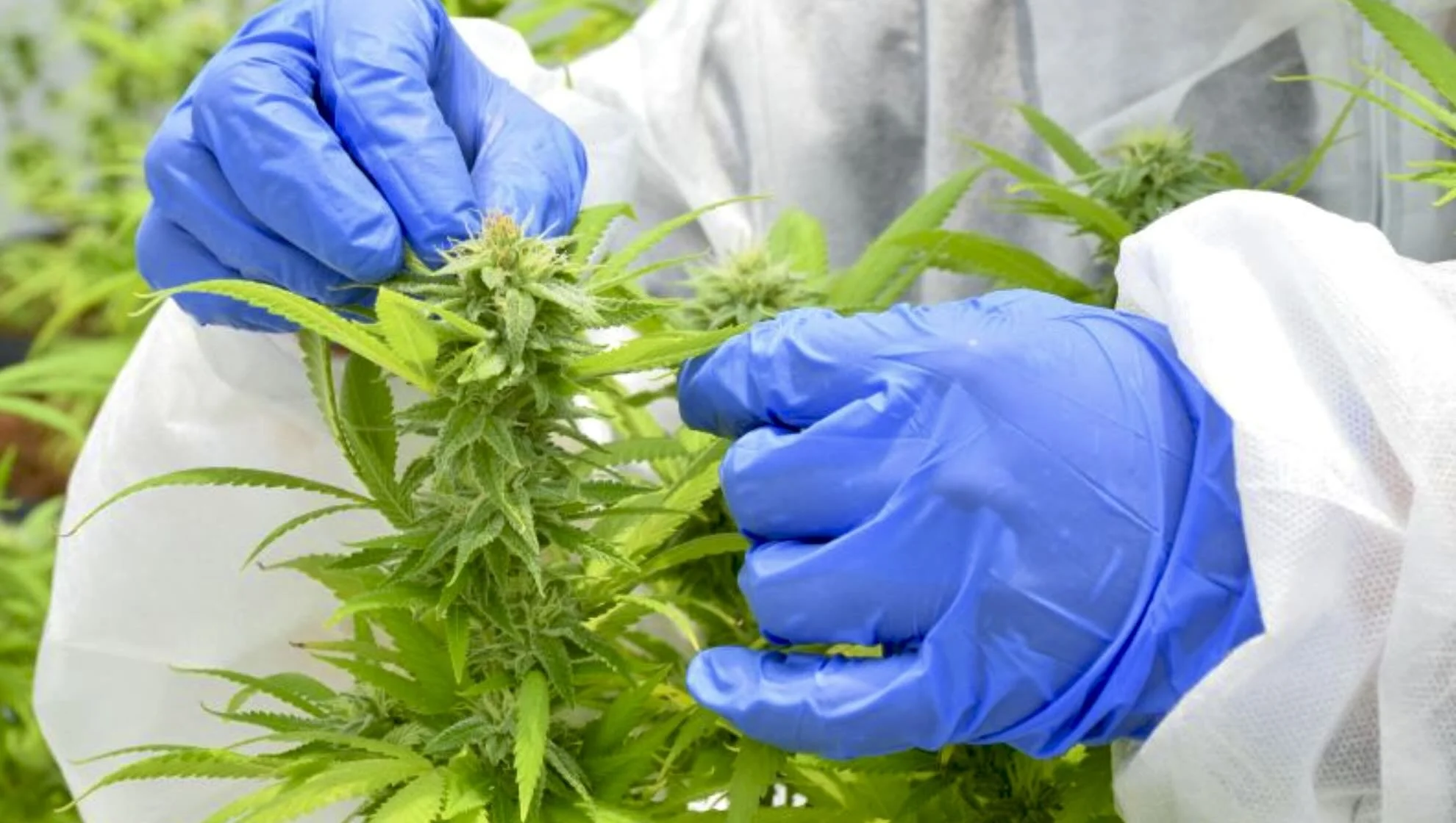   Imagen: medcann Pharma.  