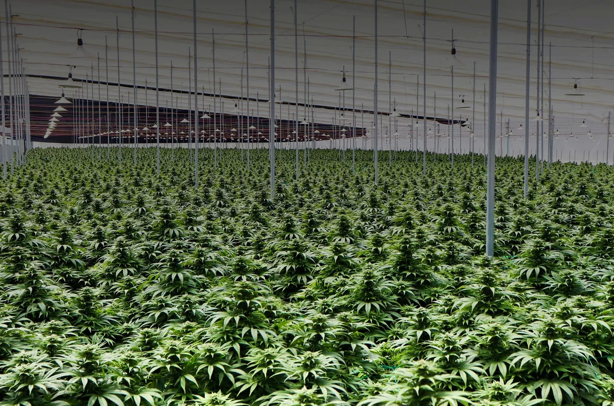  Planta de cultivo de Clever Leaves en Colombia.  