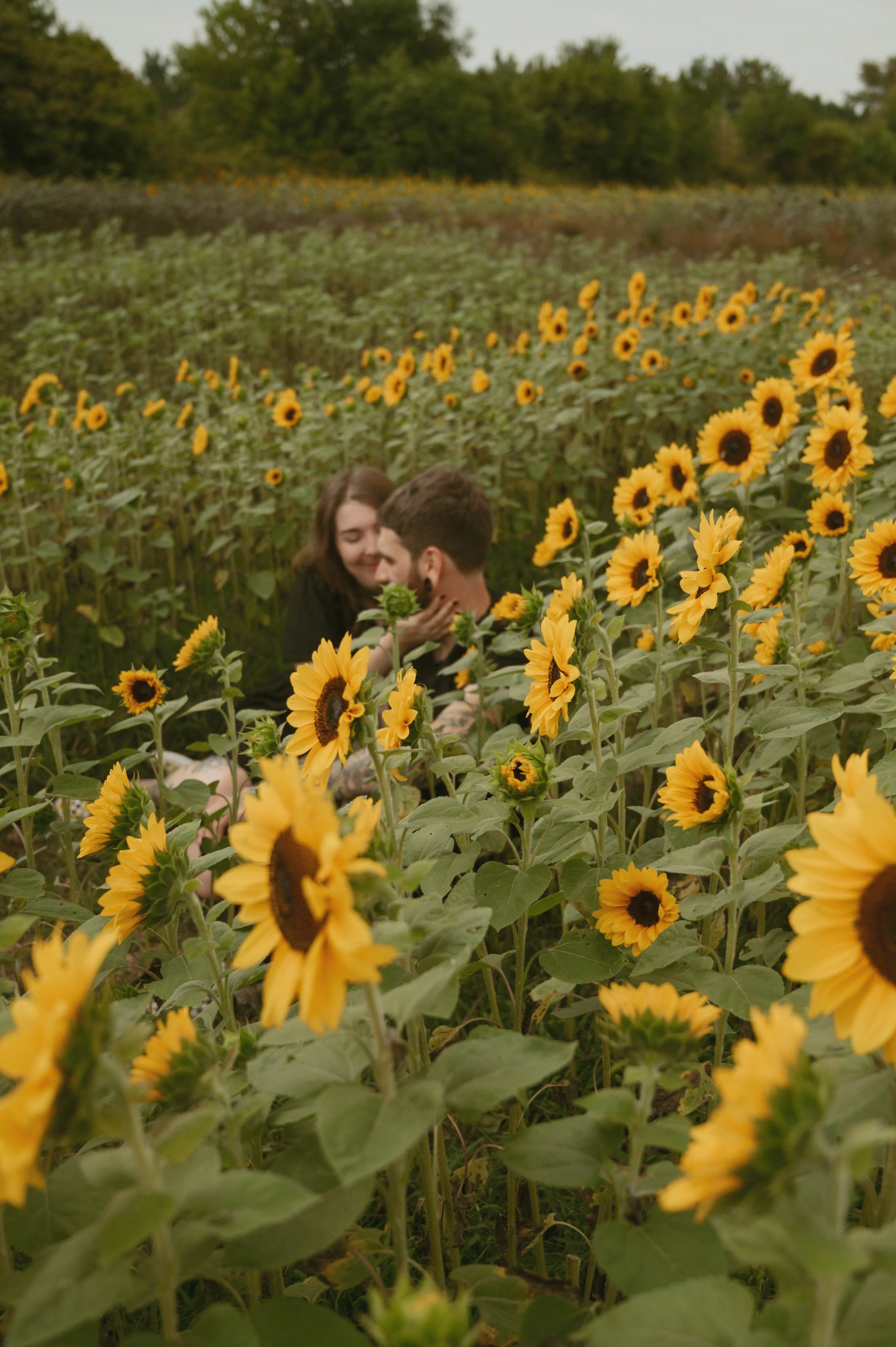 Sunflower Minis