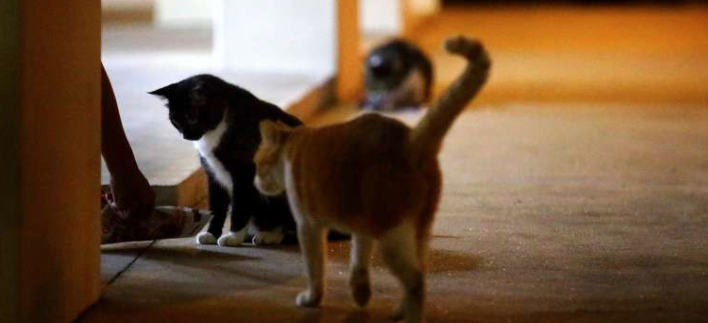 Cats in HDB — Your Voice In Parliament