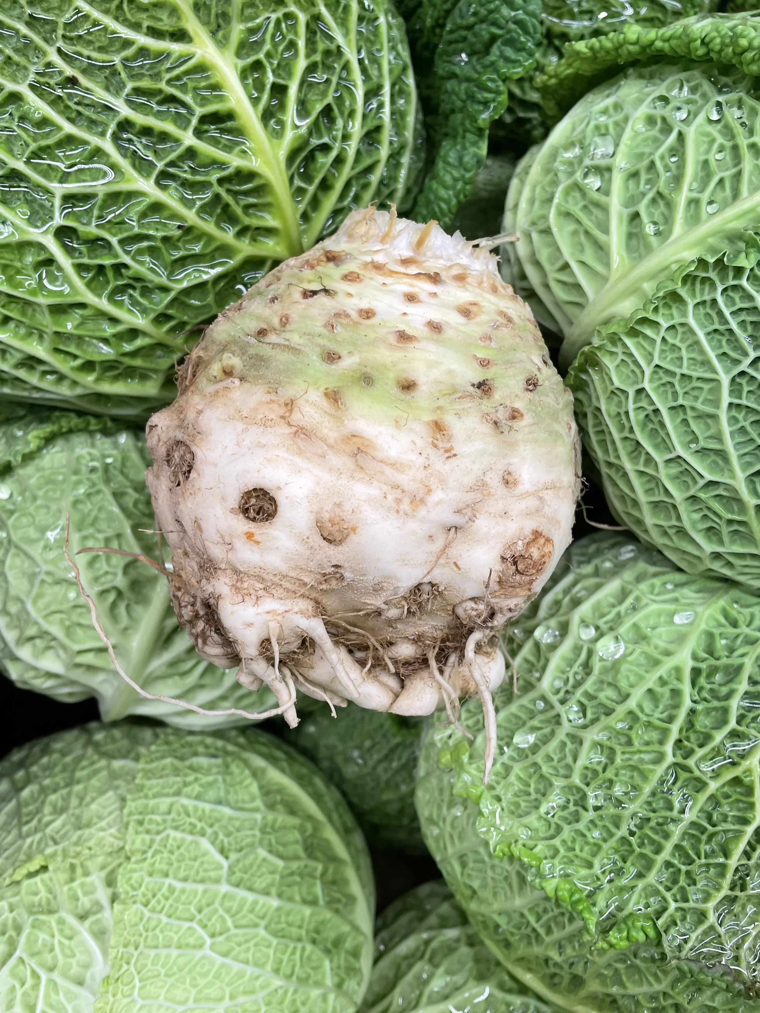 10 Ways to Prepare Celery Root, AKA Celeriac