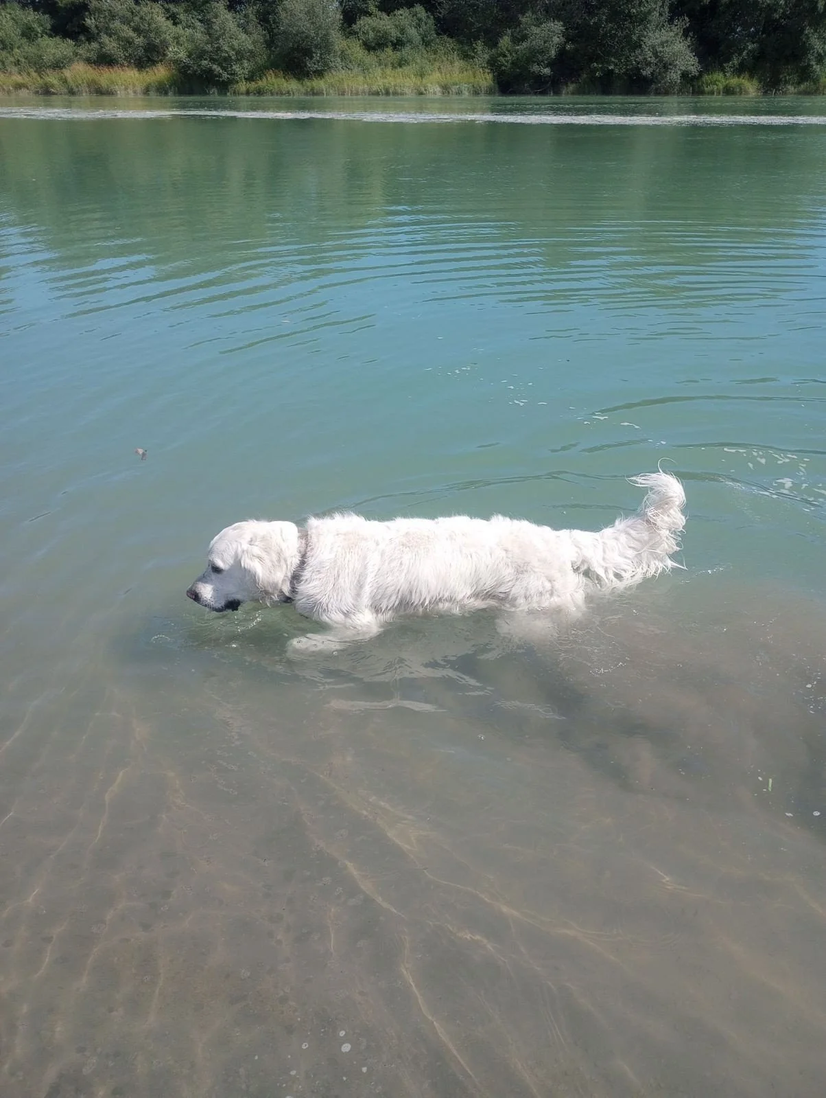 Dog Days of Summer