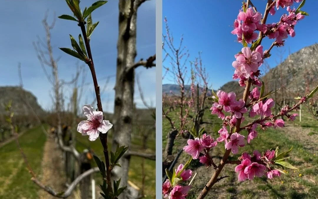 Brownfield Orchard Spring Fruit Crop Update