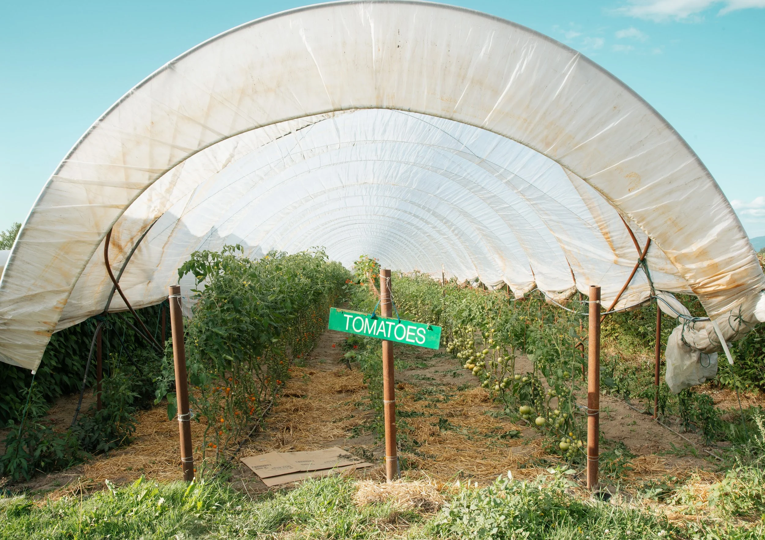 Become a Farmer with Viva Farms’ Practicum in Sustainable Agriculture