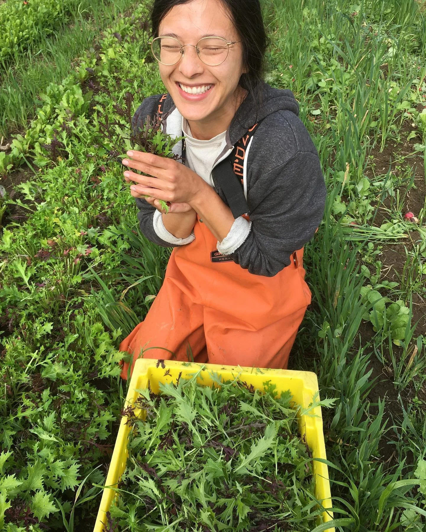 long-hearing-farm_greens-harvest.jpg