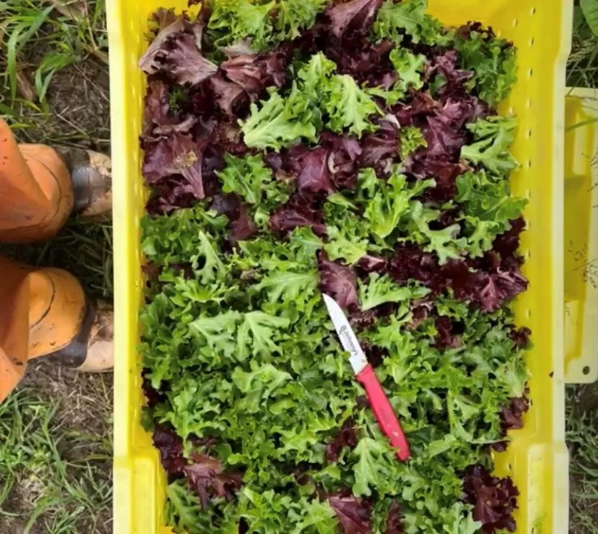 long-hearing-farm_longhearing-cut-greens.jpg