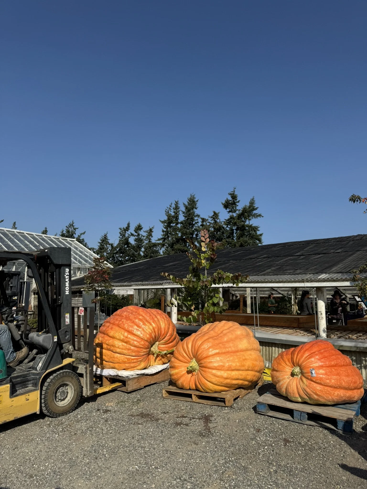 Skagit Valley Giant Pumpkin Festival