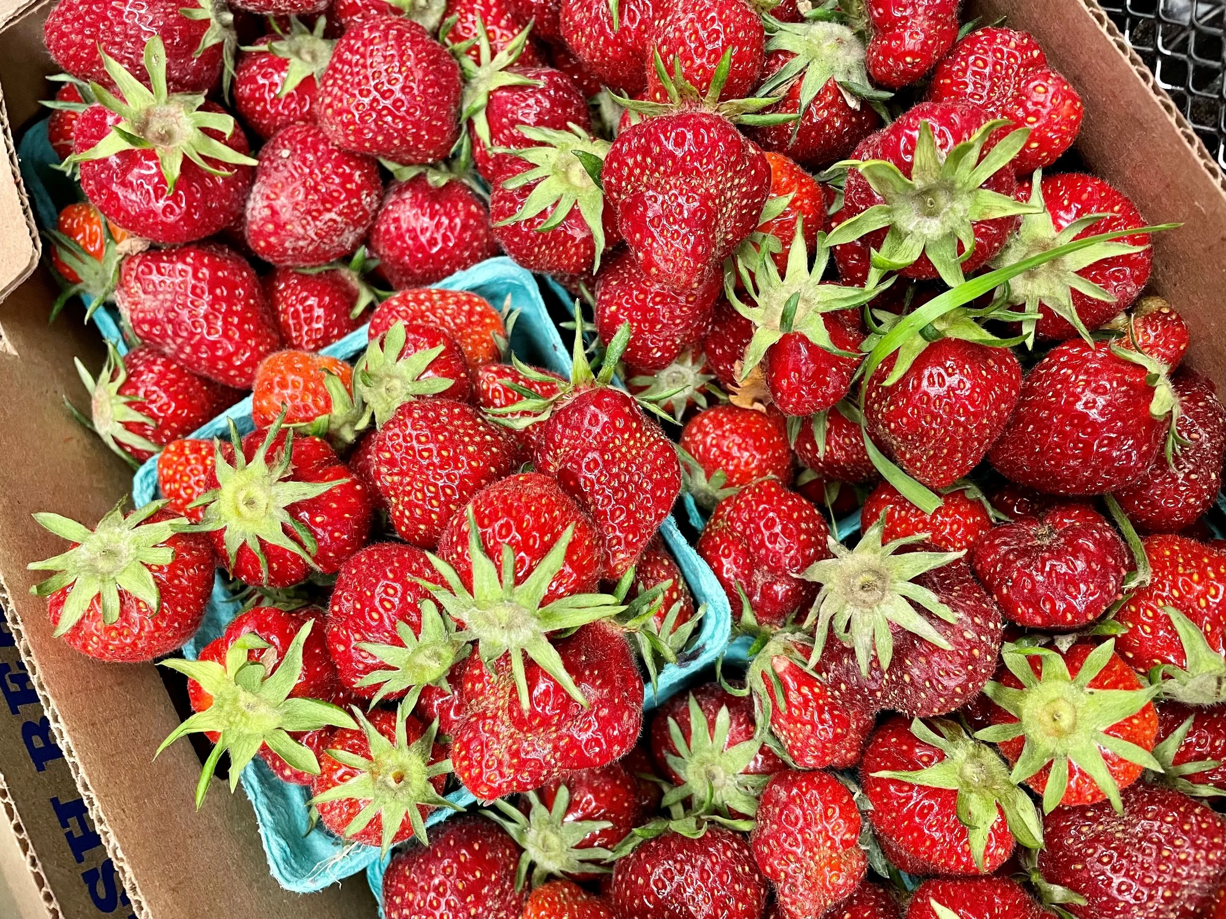 Save the Strawberries!