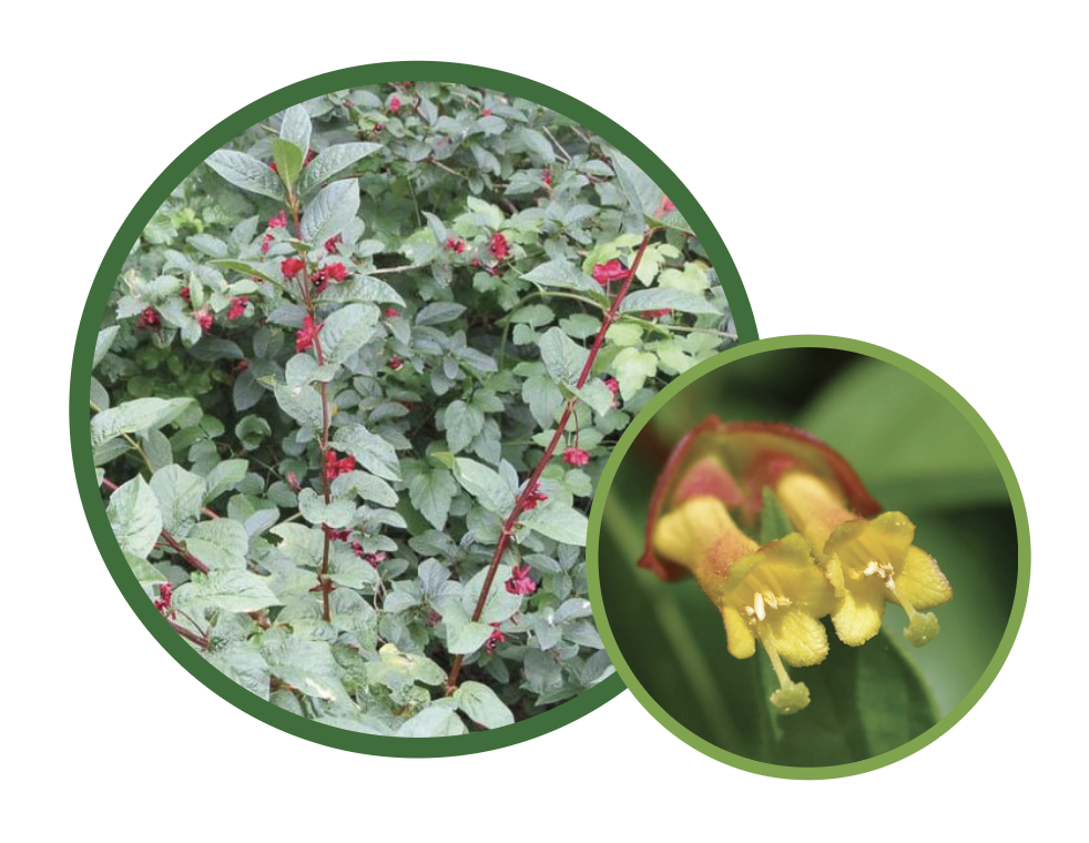 Twinberry Honeysuckle