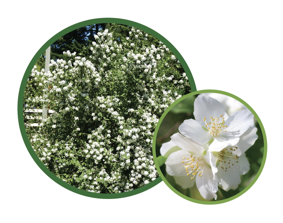 Mock Orange