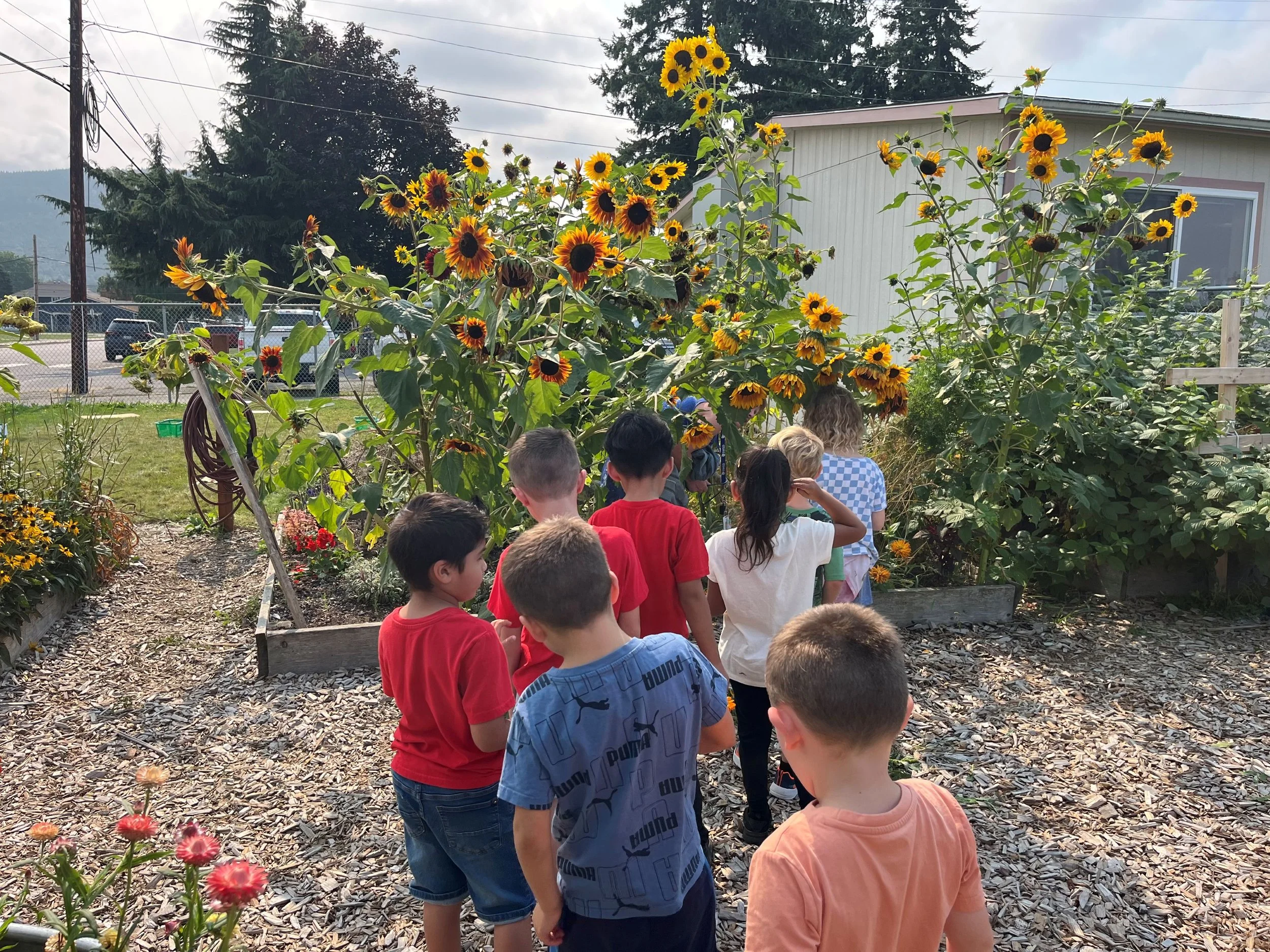 kids exploring a garden at sedro-woolley farm to school