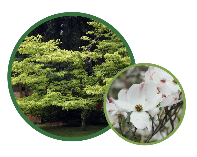 Flowering Dogwood