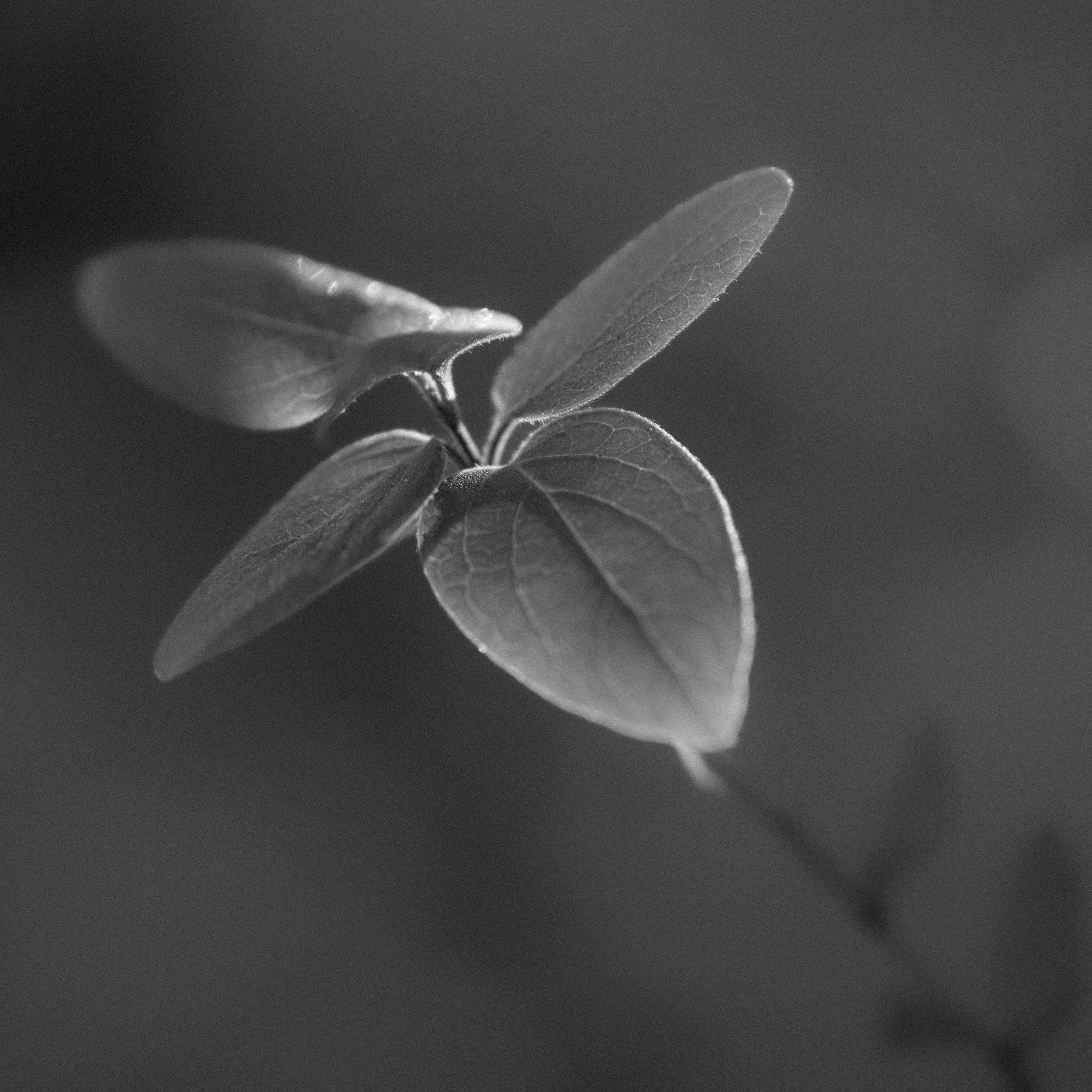 Woodland