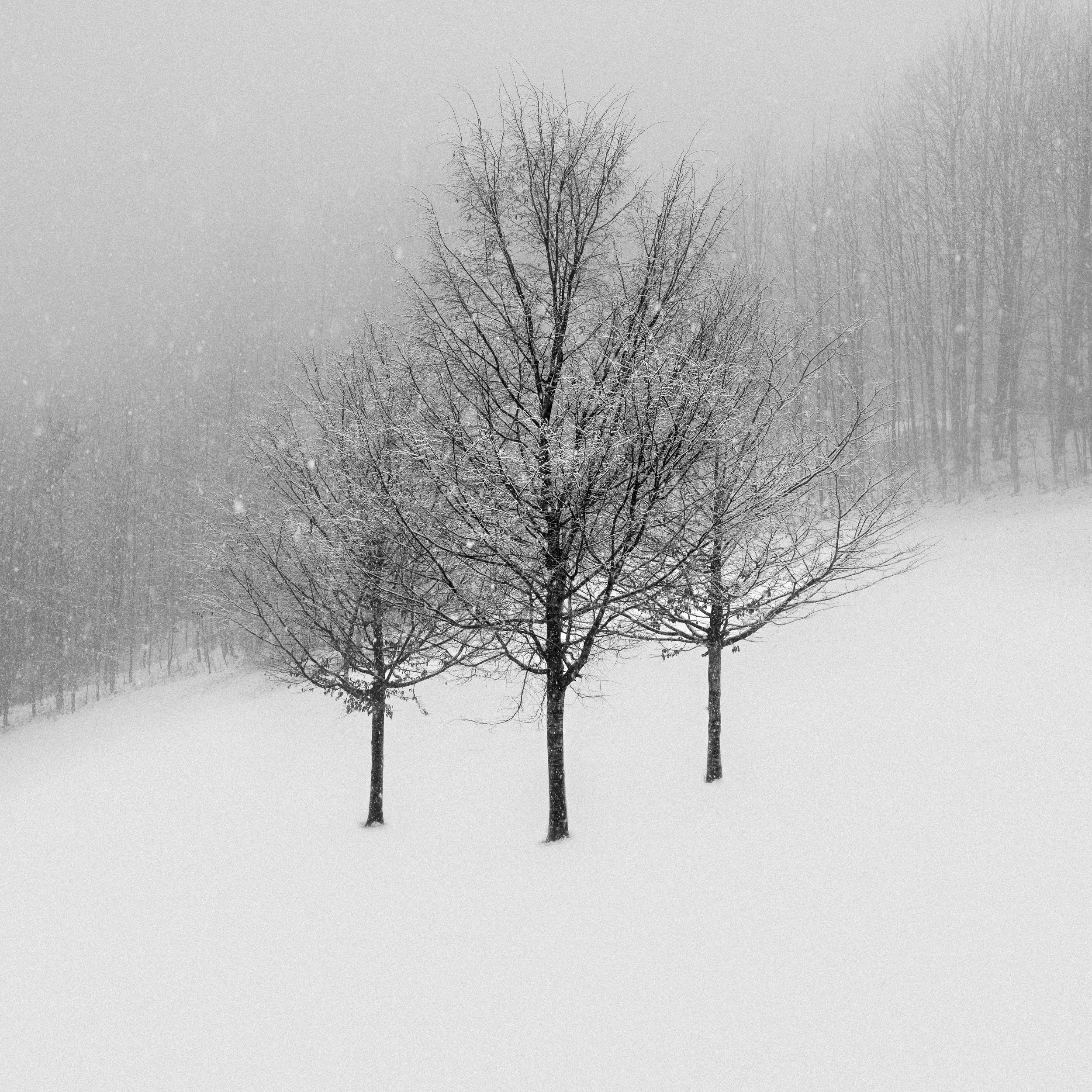 _DSC5000.jpg
