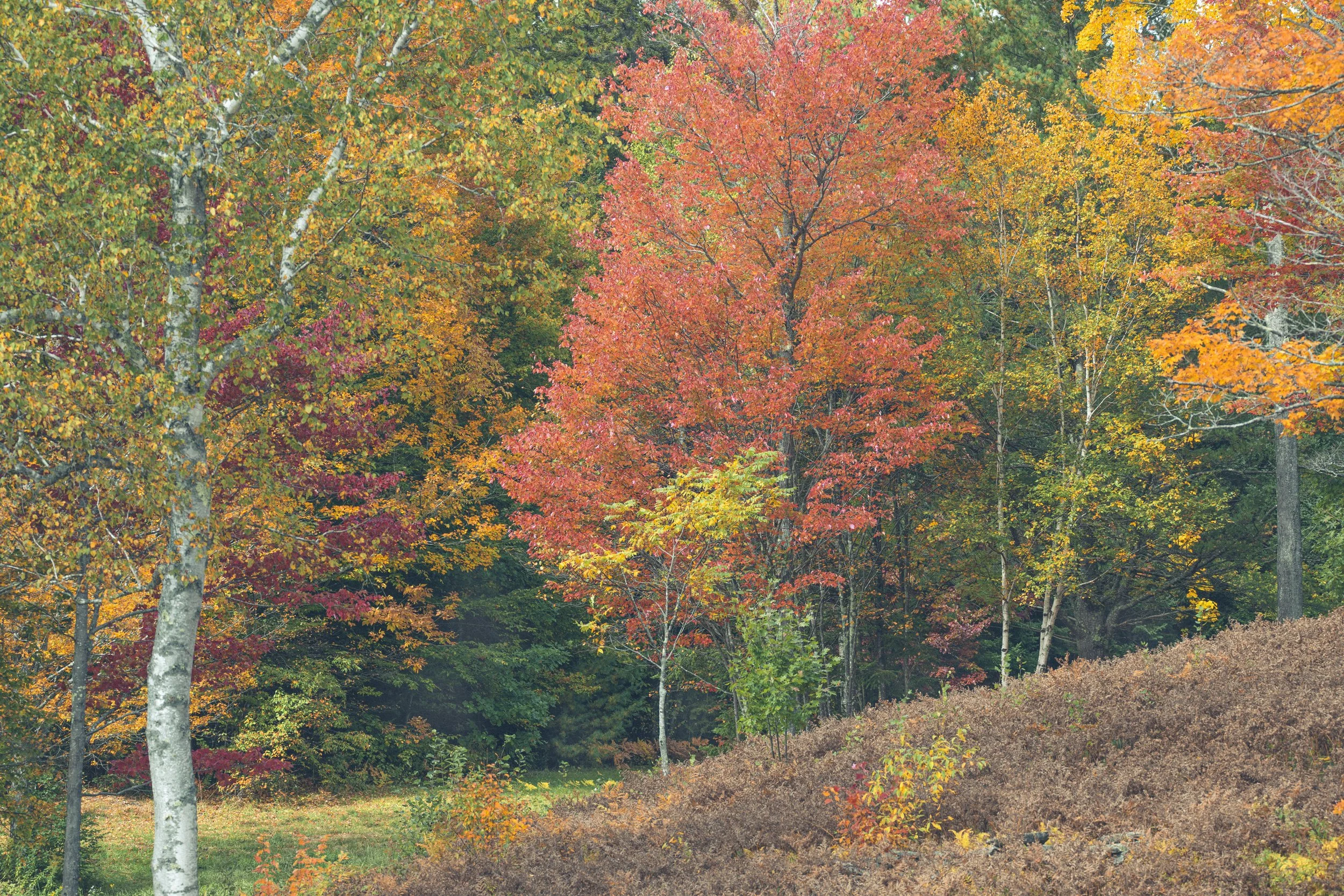 _DSC5785.jpg