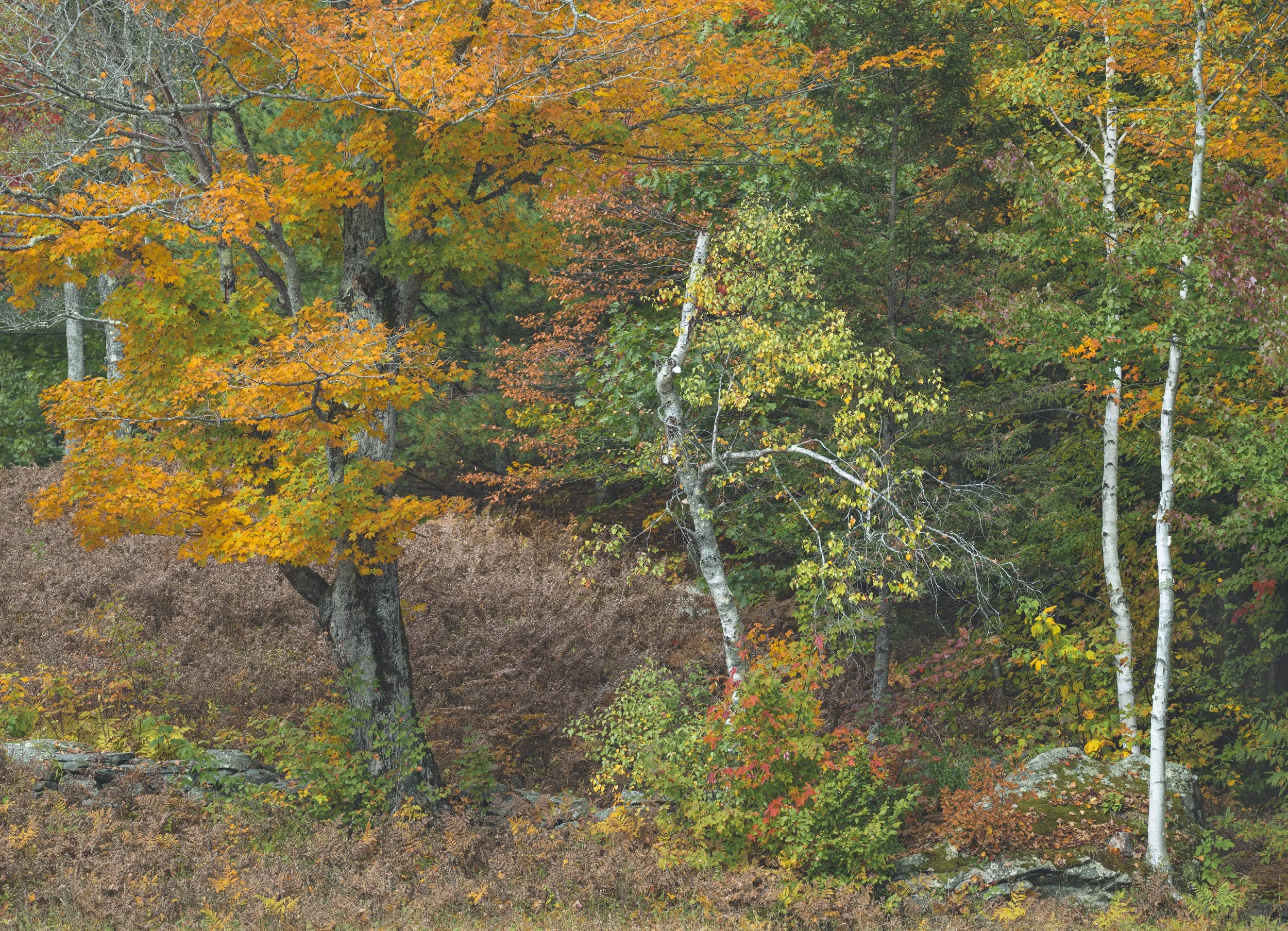 _DSC5786.jpg